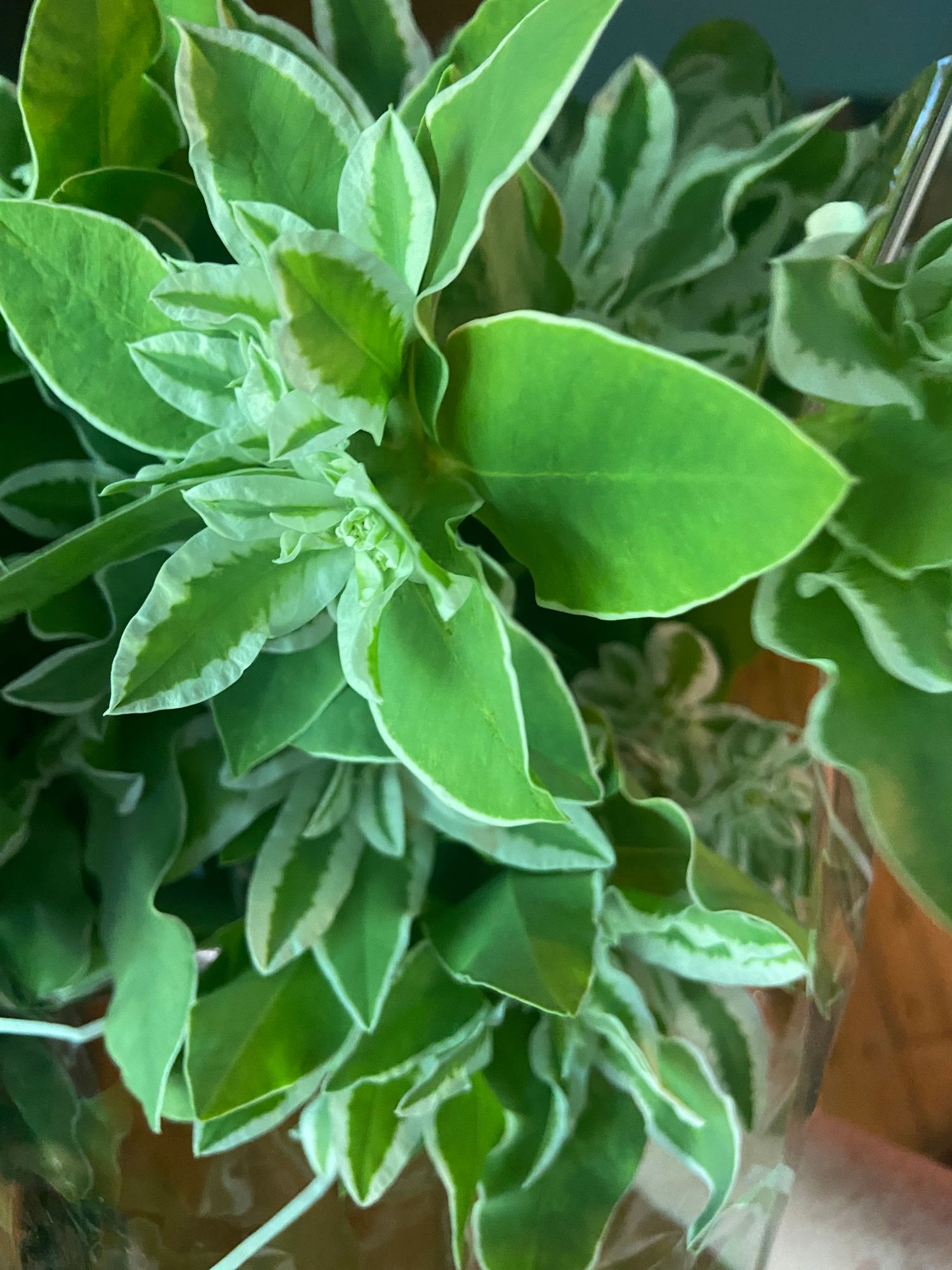 EUPHORBIA polychroma