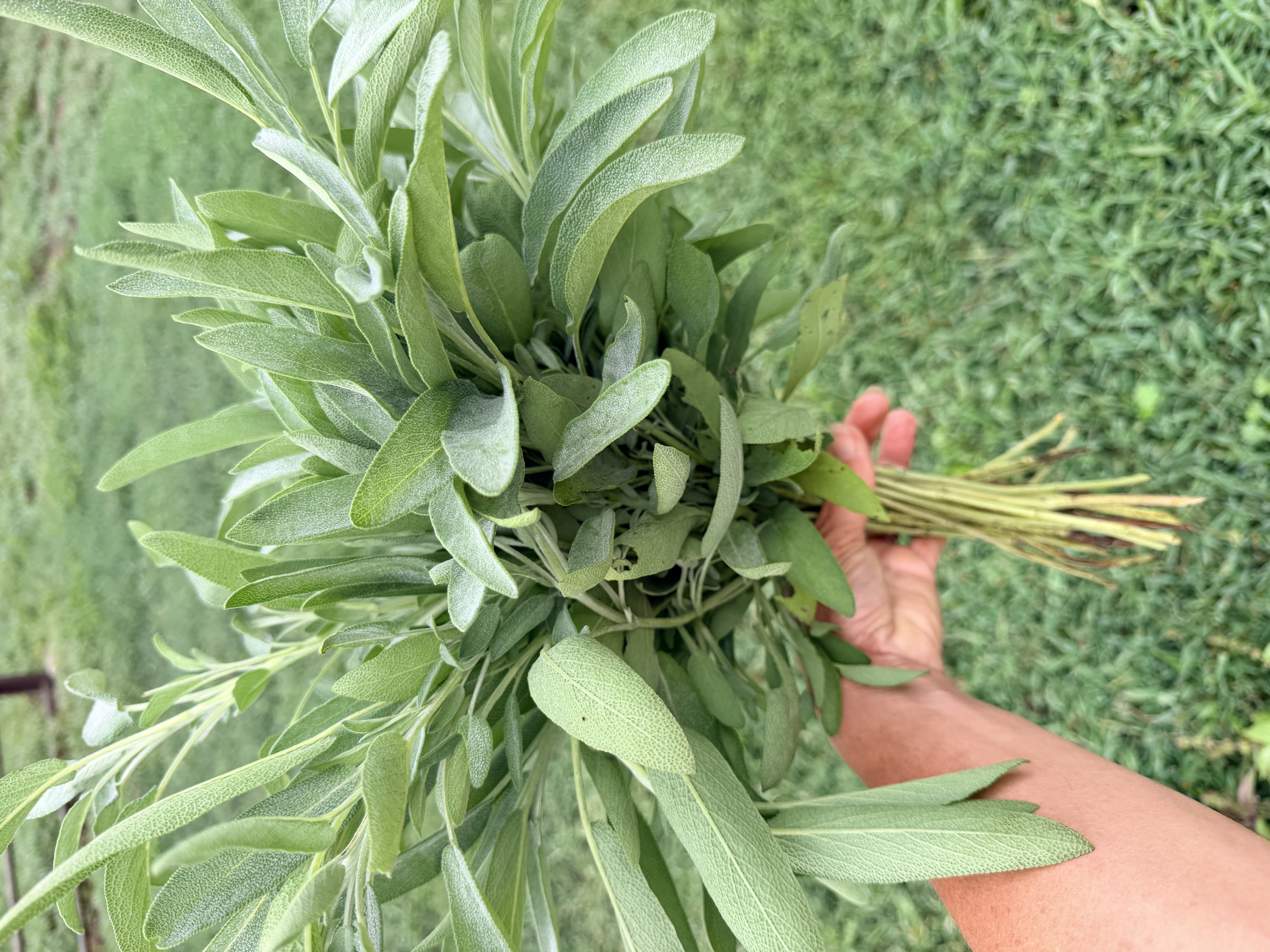 SALVIA officinalis