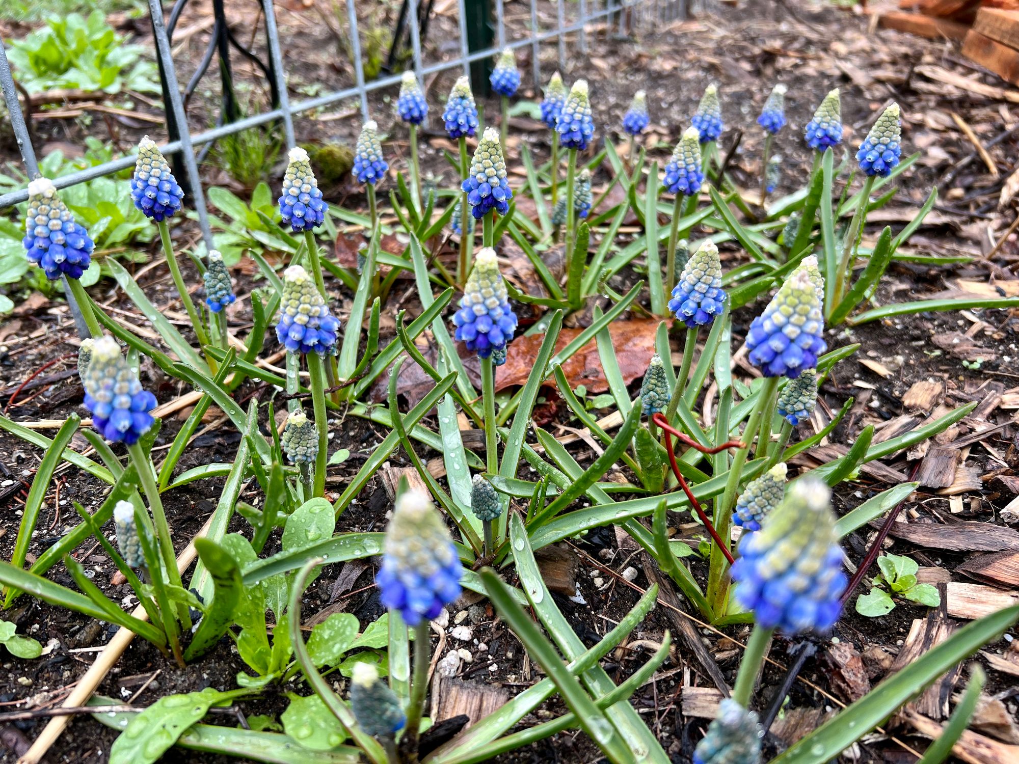MUSCARI aucheri Ocean Magic