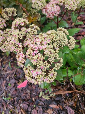 SEDUM montanum