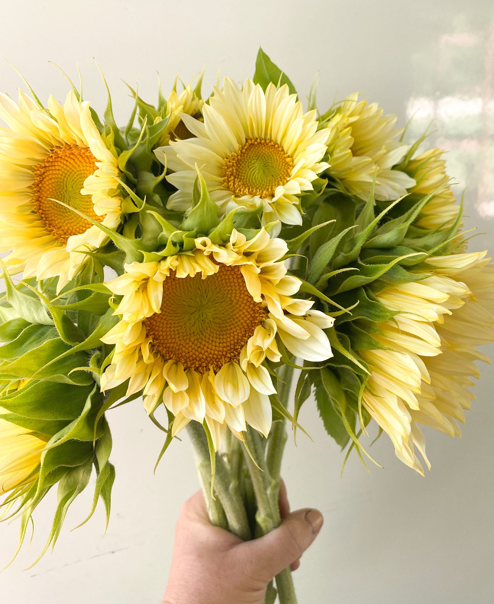 HELIANTHUS annuus ProCut White Lite