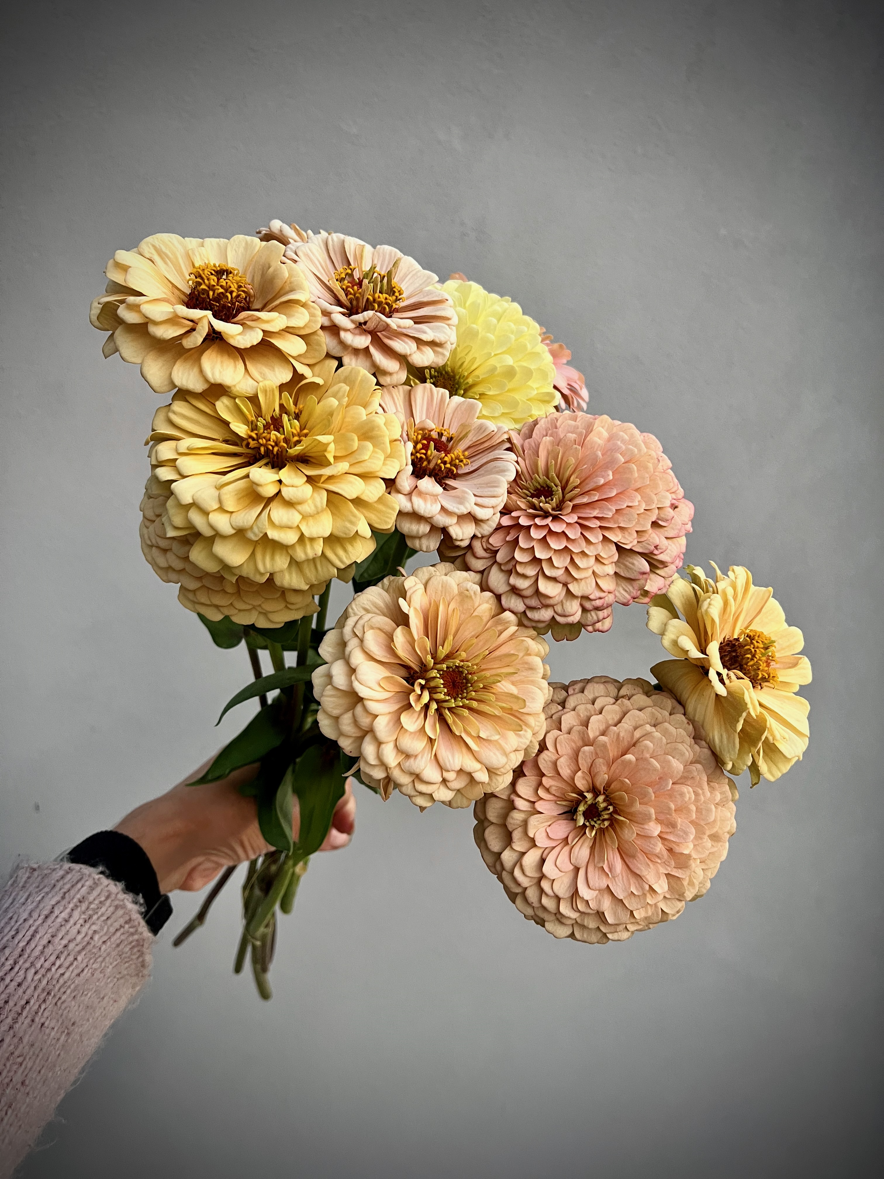 ZINNIA elegans Linen