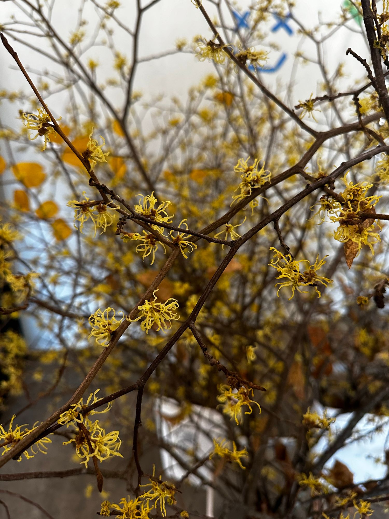 HAMAMELIS virginiana