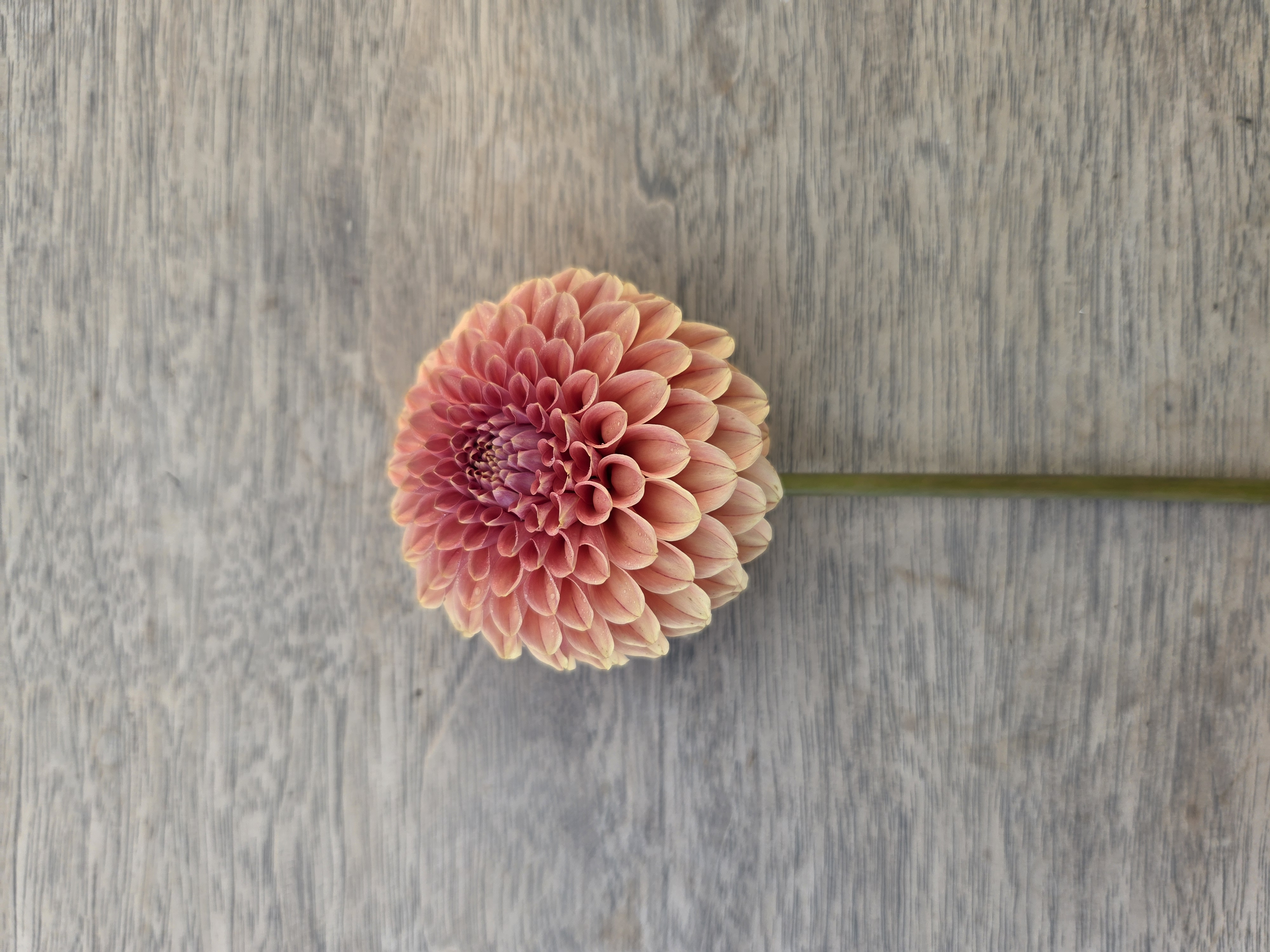 DAHLIA Rose Toscano