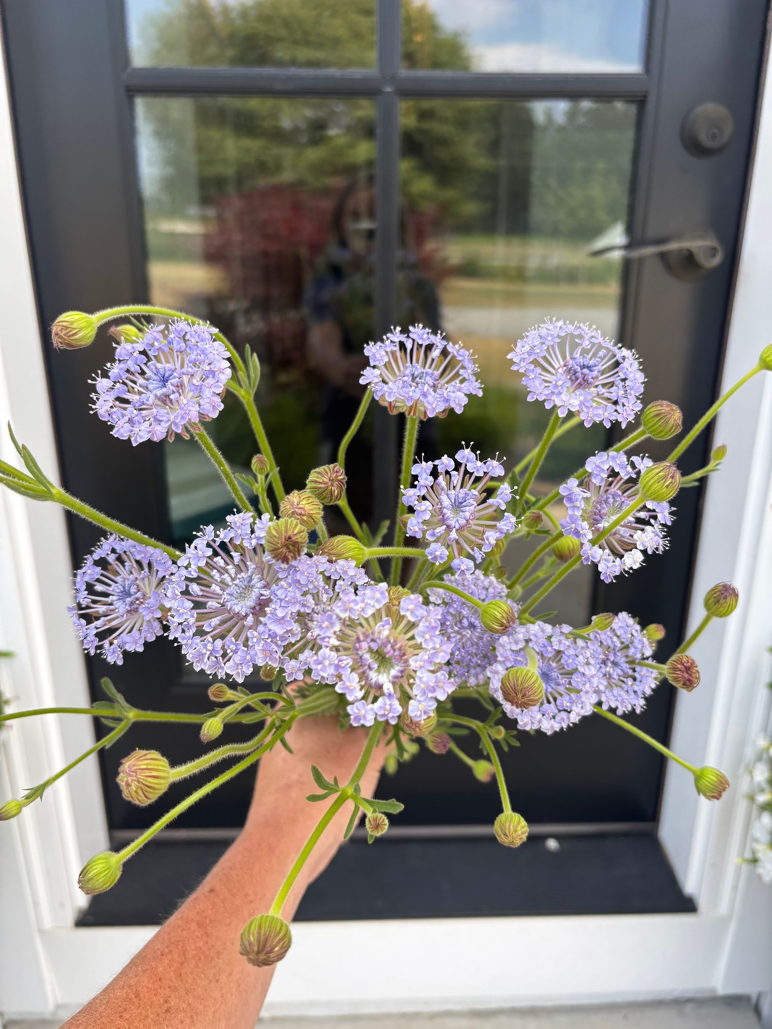 TRACHYMENE coerulea Lacy Blue