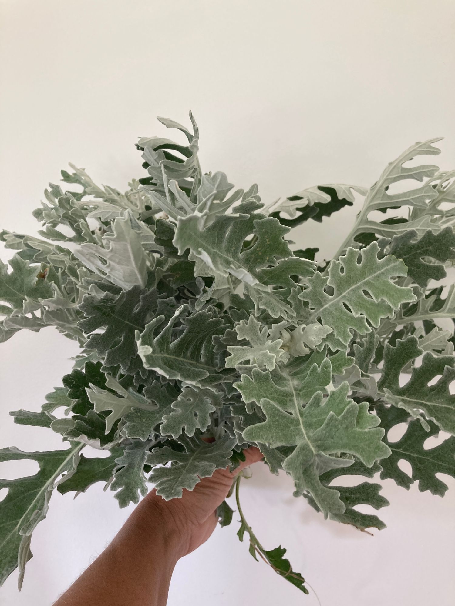 SENECIO cineraria