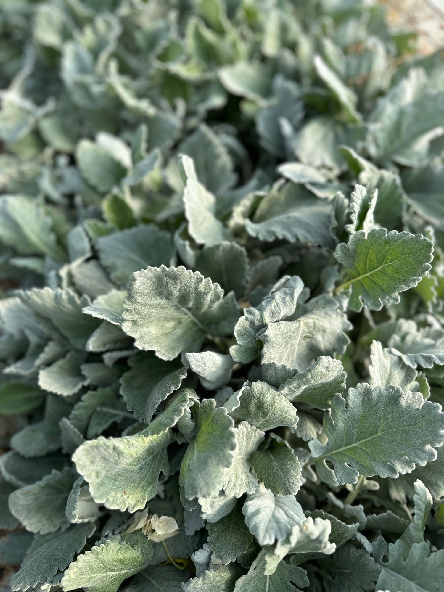 SENECIO cineraria New Look