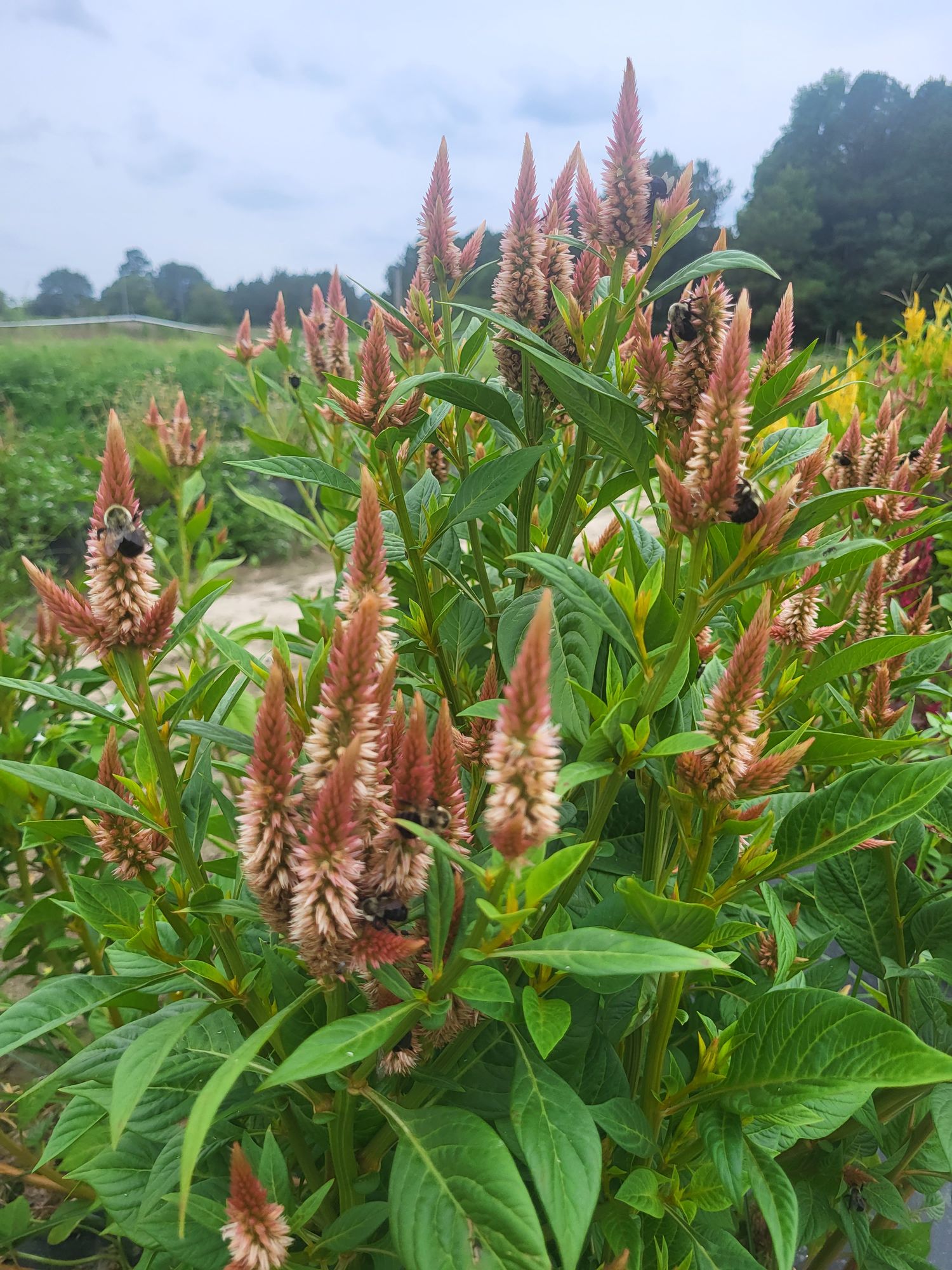 CELOSIA argentea