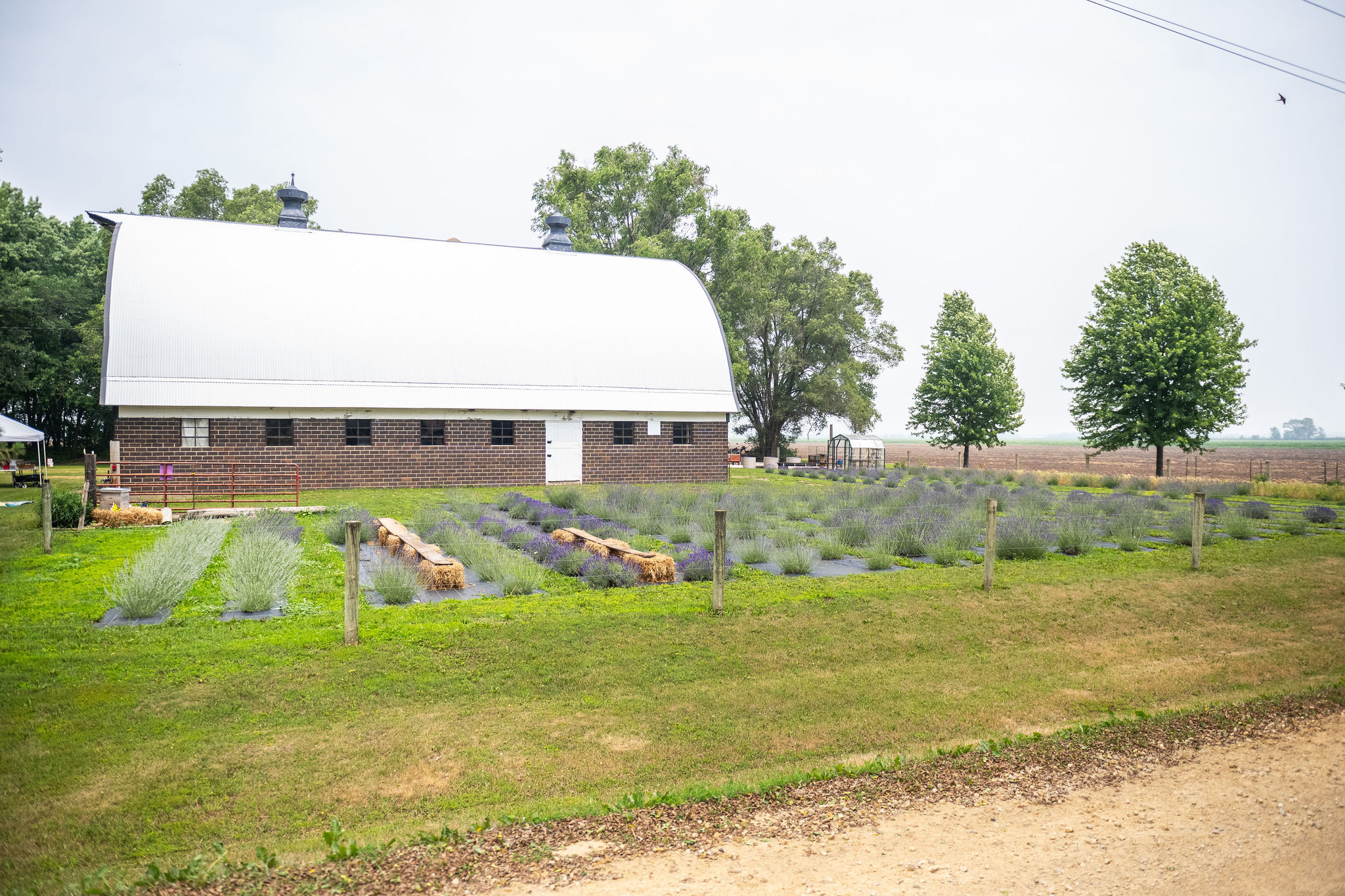 Lavender Barnyard Banner
