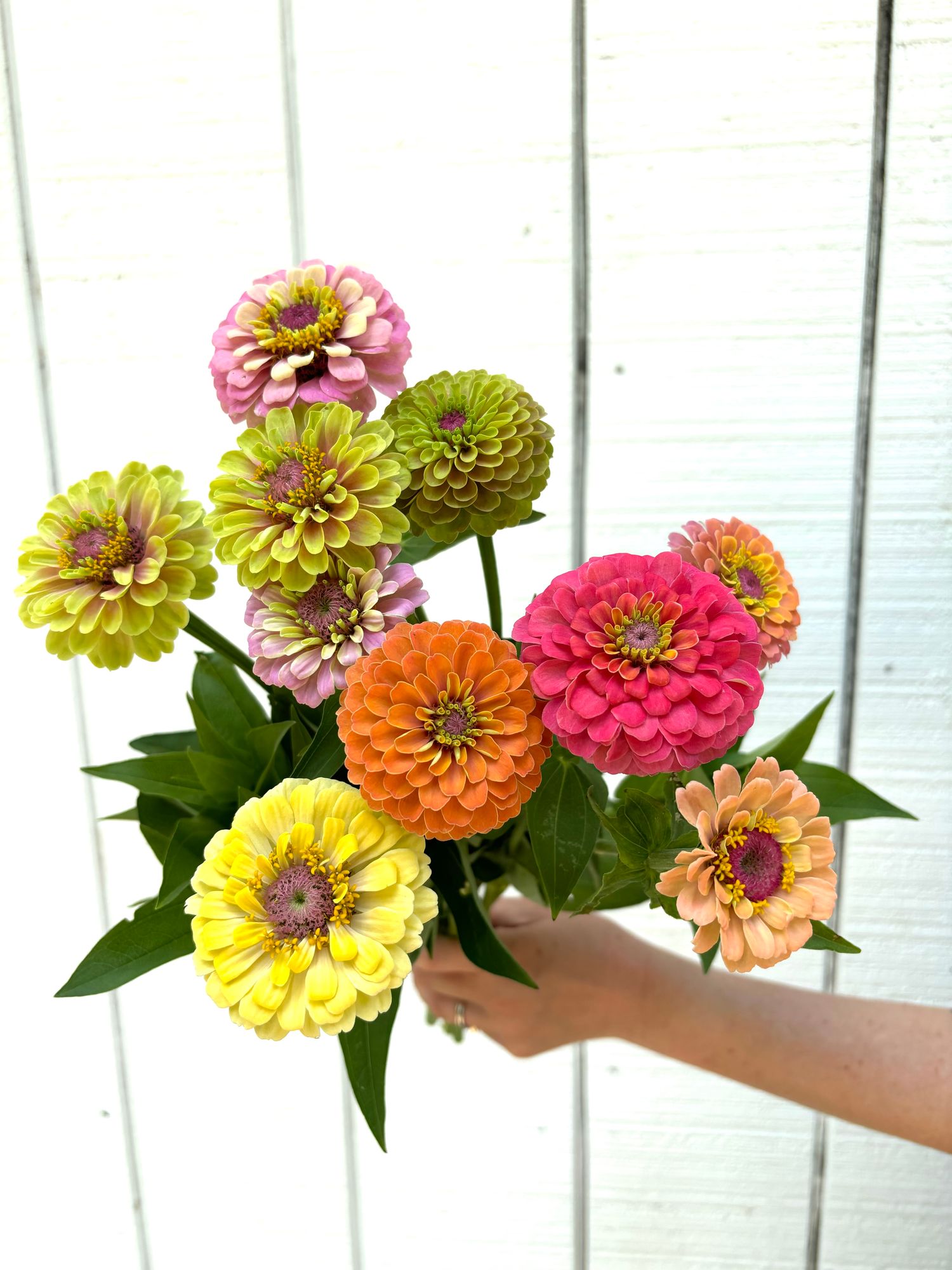 ZINNIA elegans Unicorn