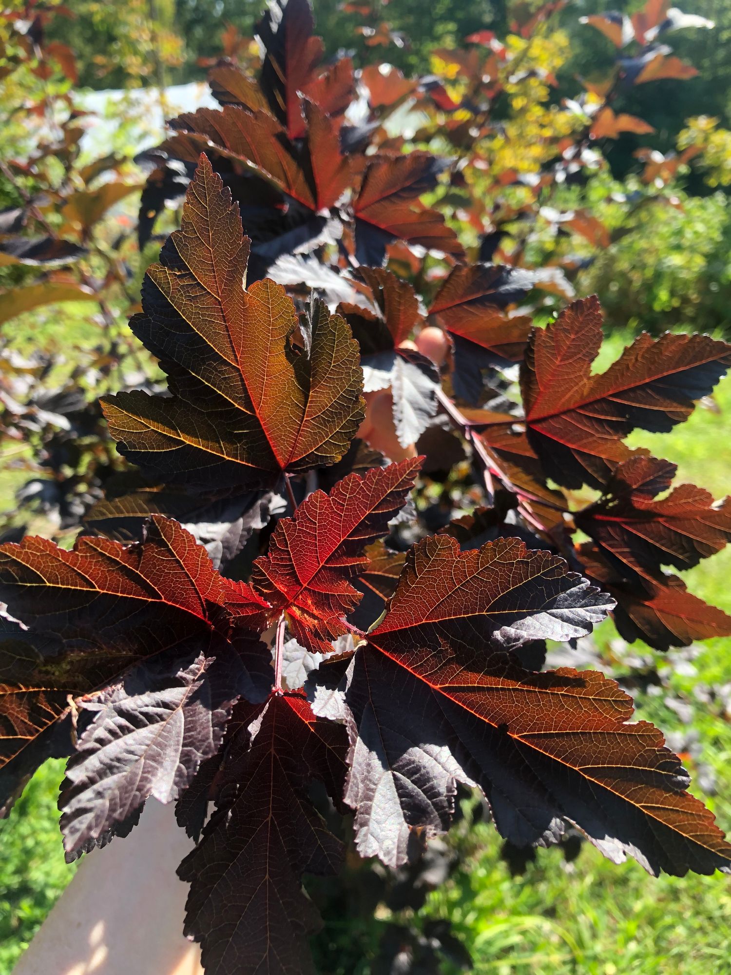 PHYSOCARPUS opulifolius Diabolo