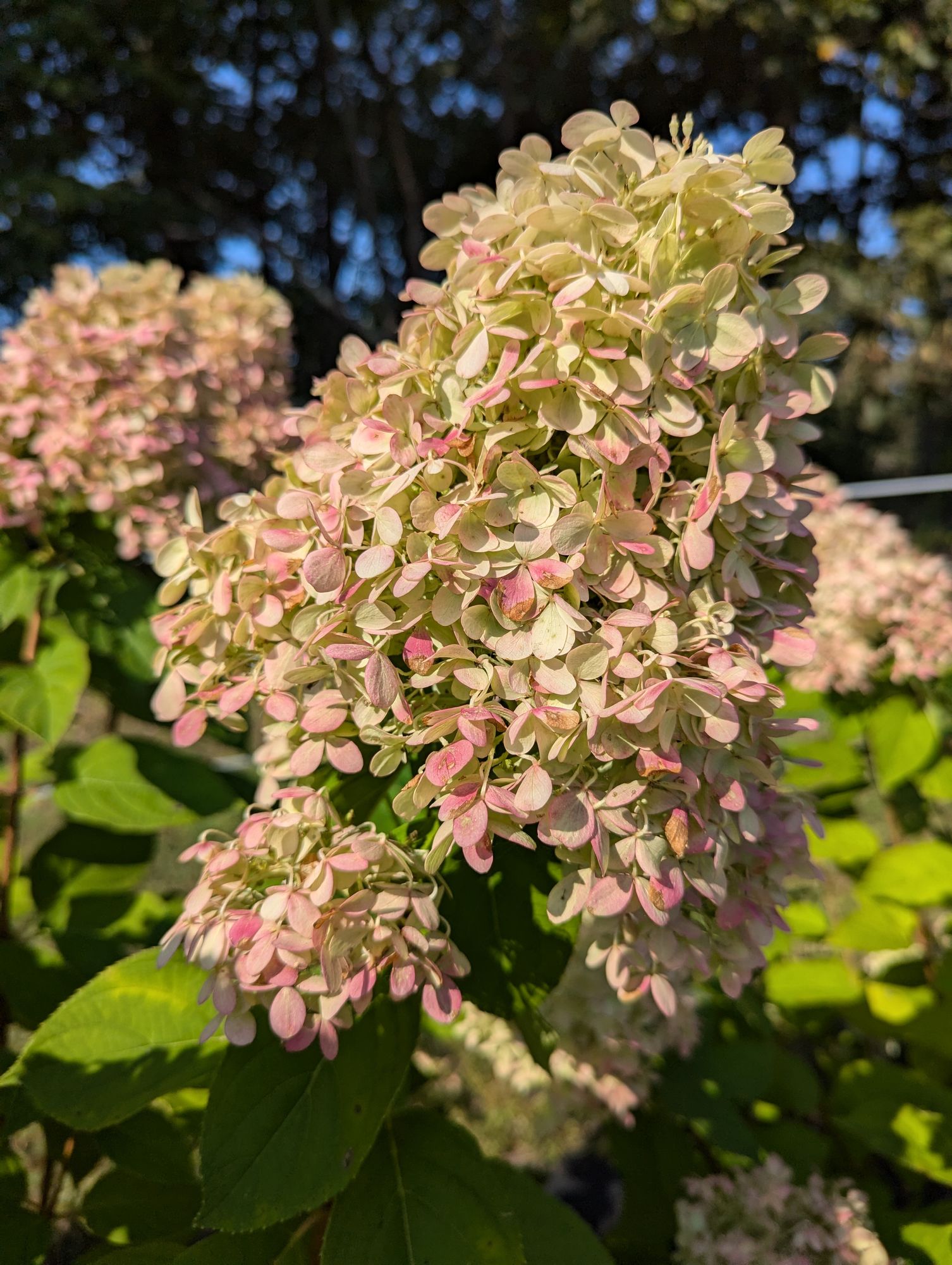 HYDRANGEA paniculata Limelight