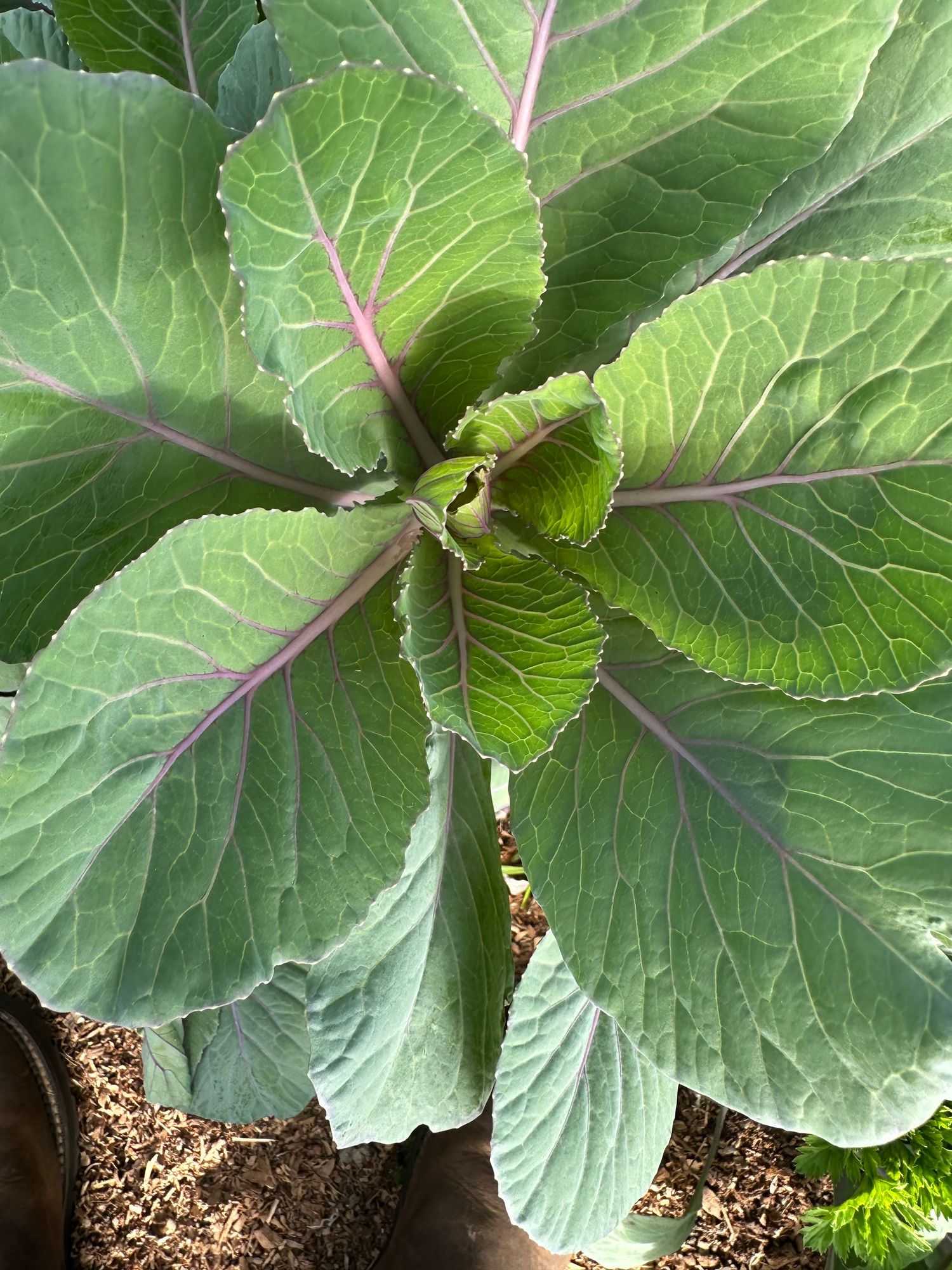 BRASSICA oleracea Crane Red