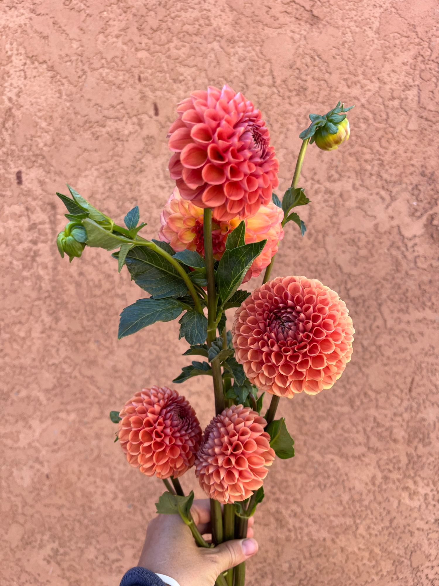 DAHLIA