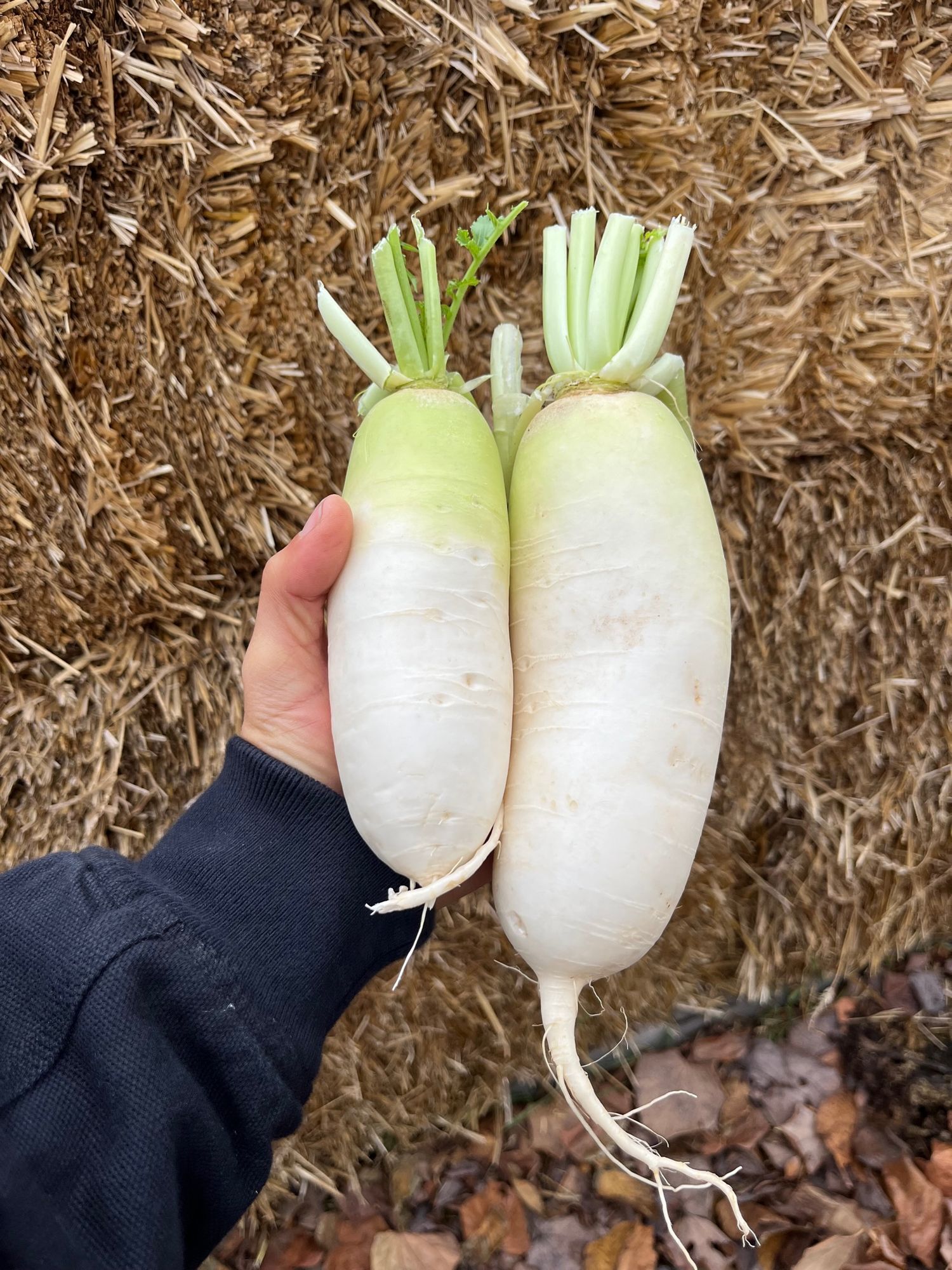 Radish, White Daikon