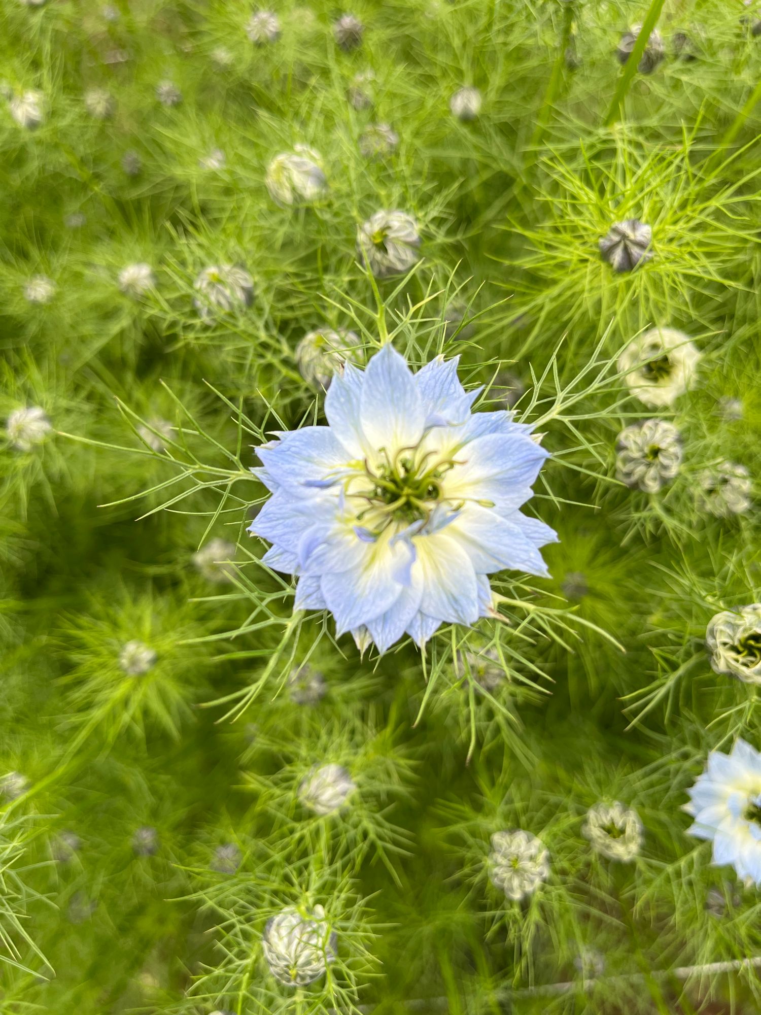 NIGELLA damascena Miss Jekyll