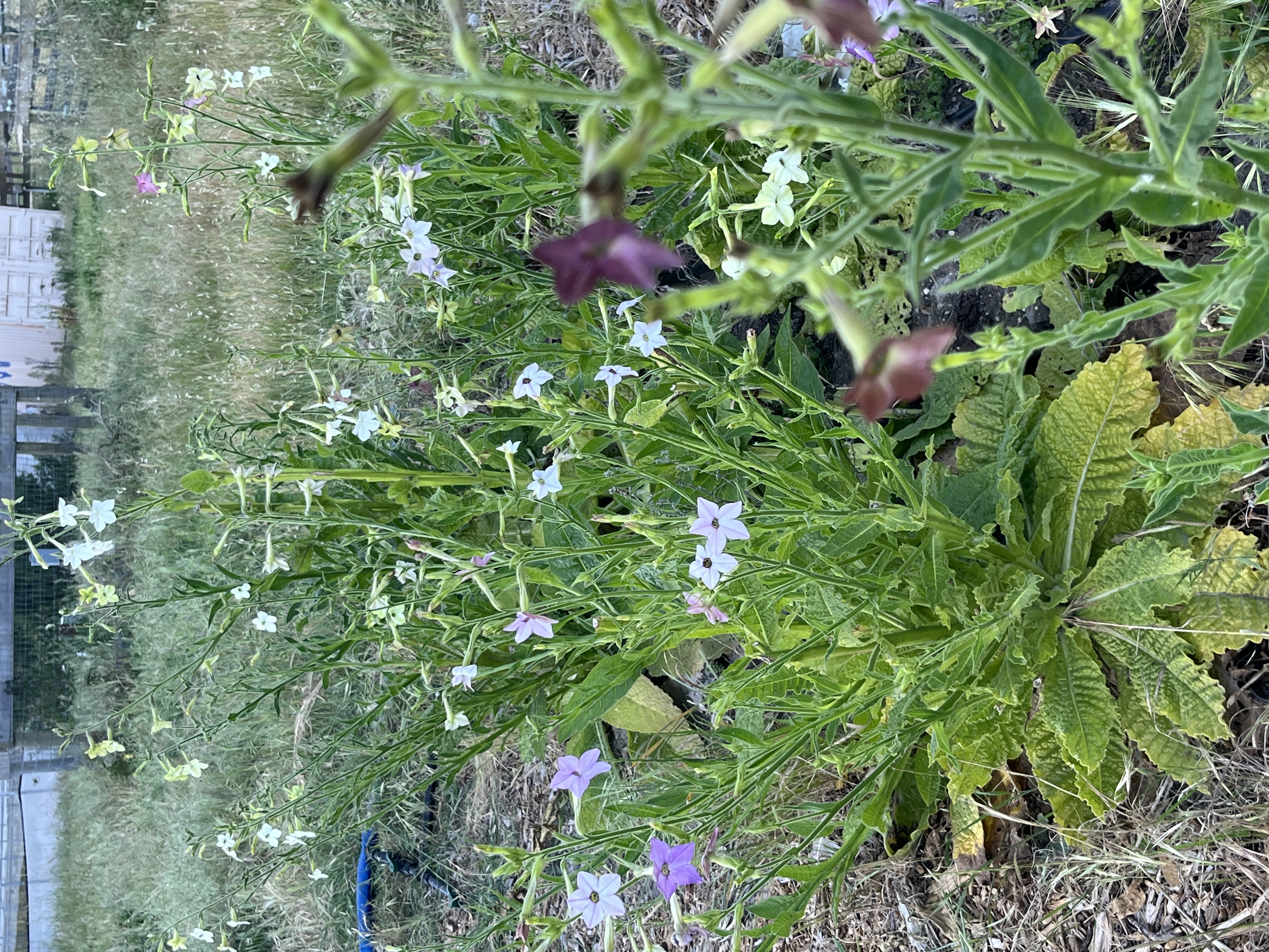 NICOTIANA x sanderae Select Watercolors