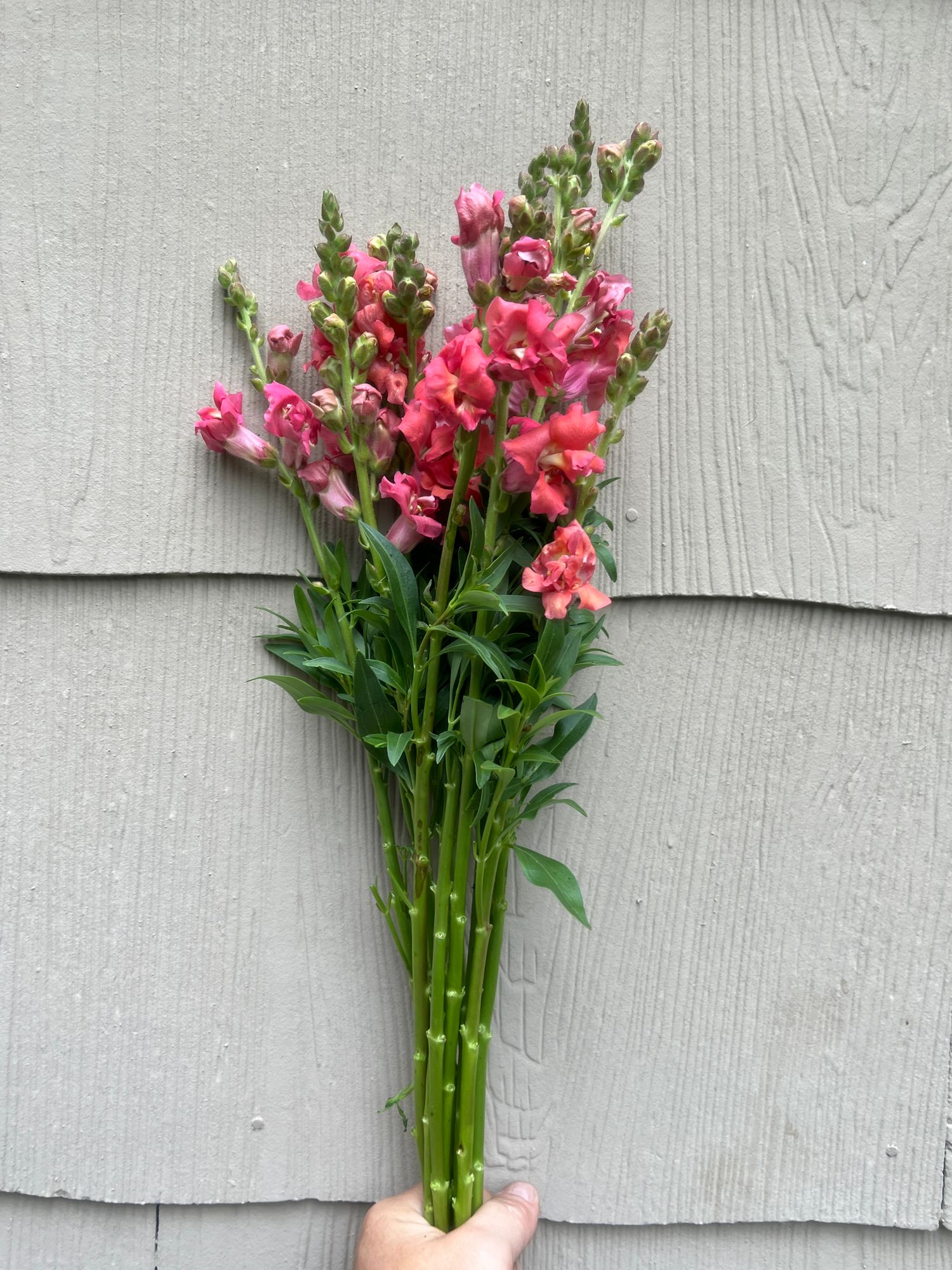 ANTIRRHINUM majus Madame Butterfly Cherry Bronze