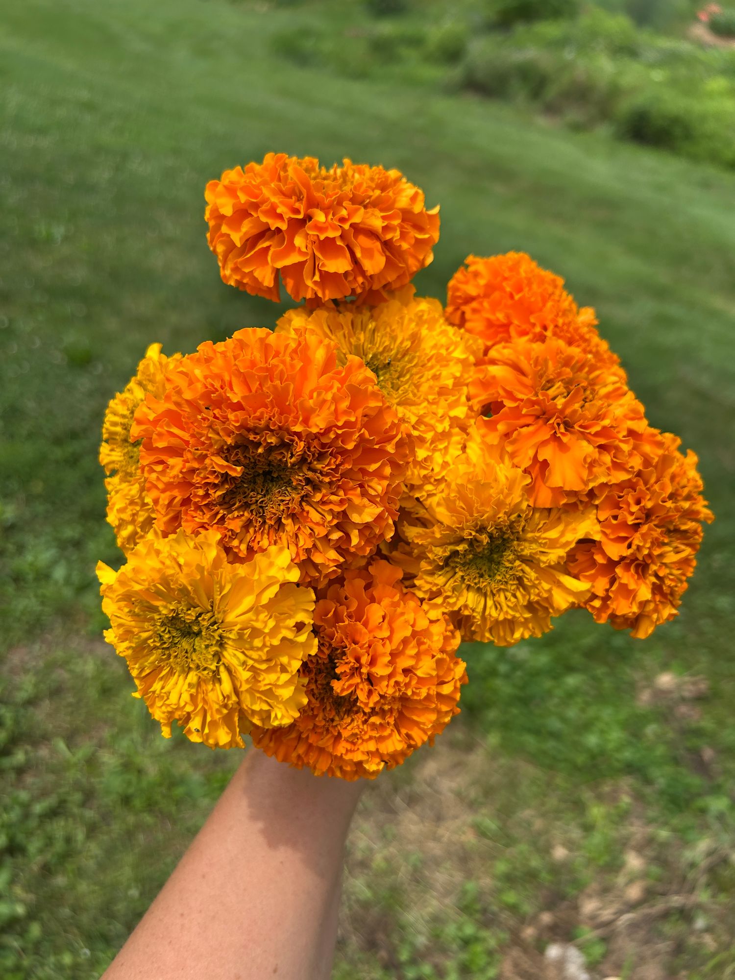 TAGETES erecta