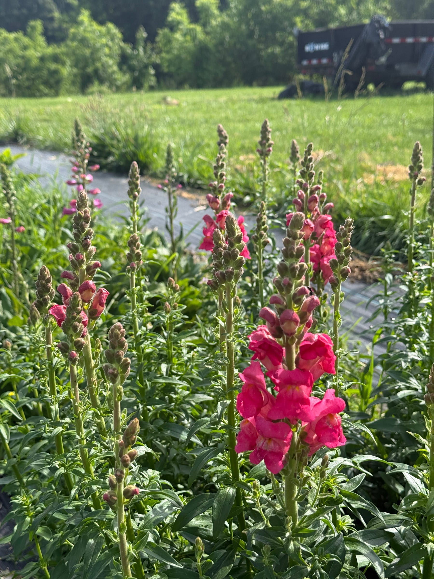 ANTIRRHINUM majus