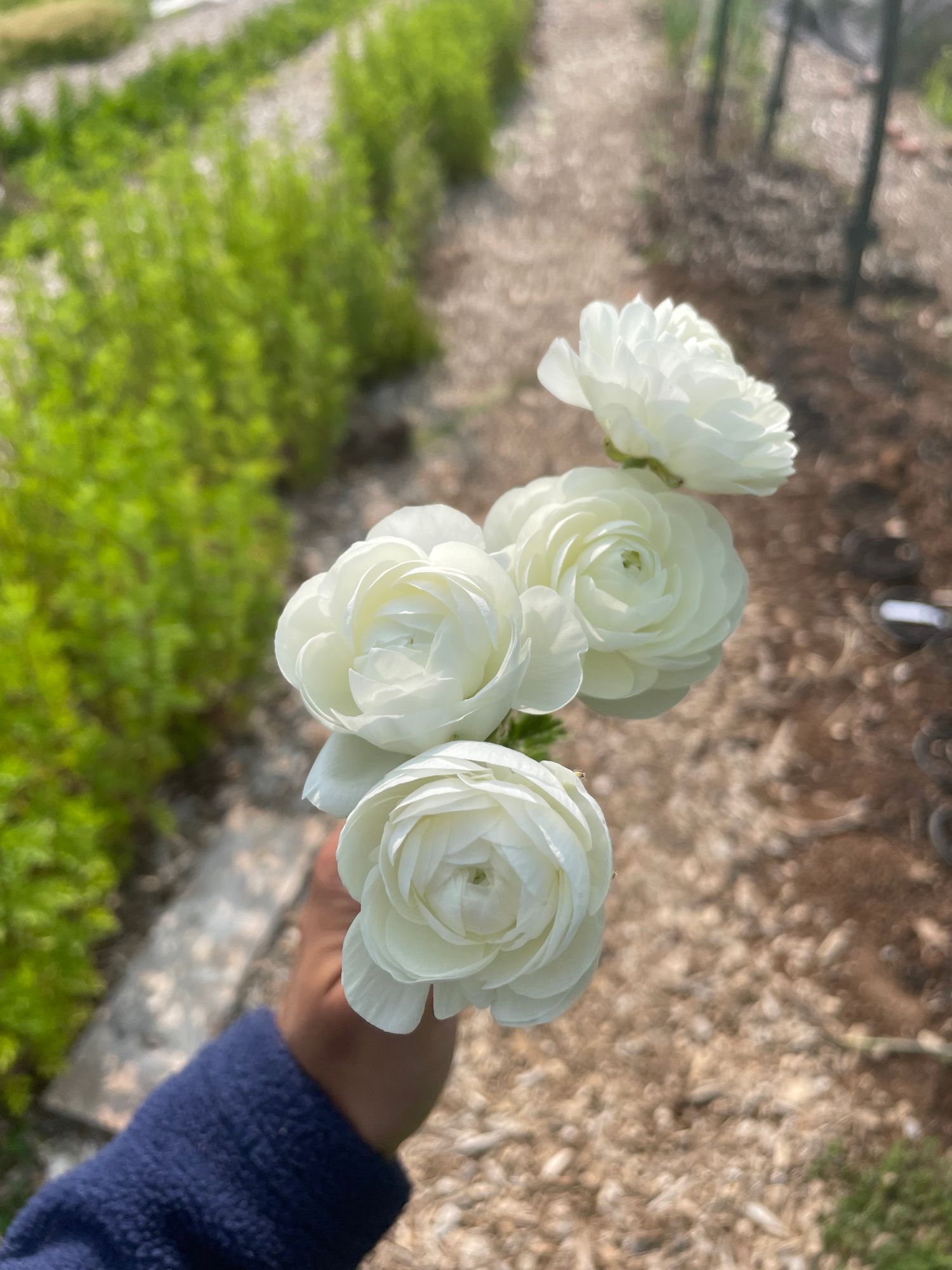 RANUNCULUS Aviv