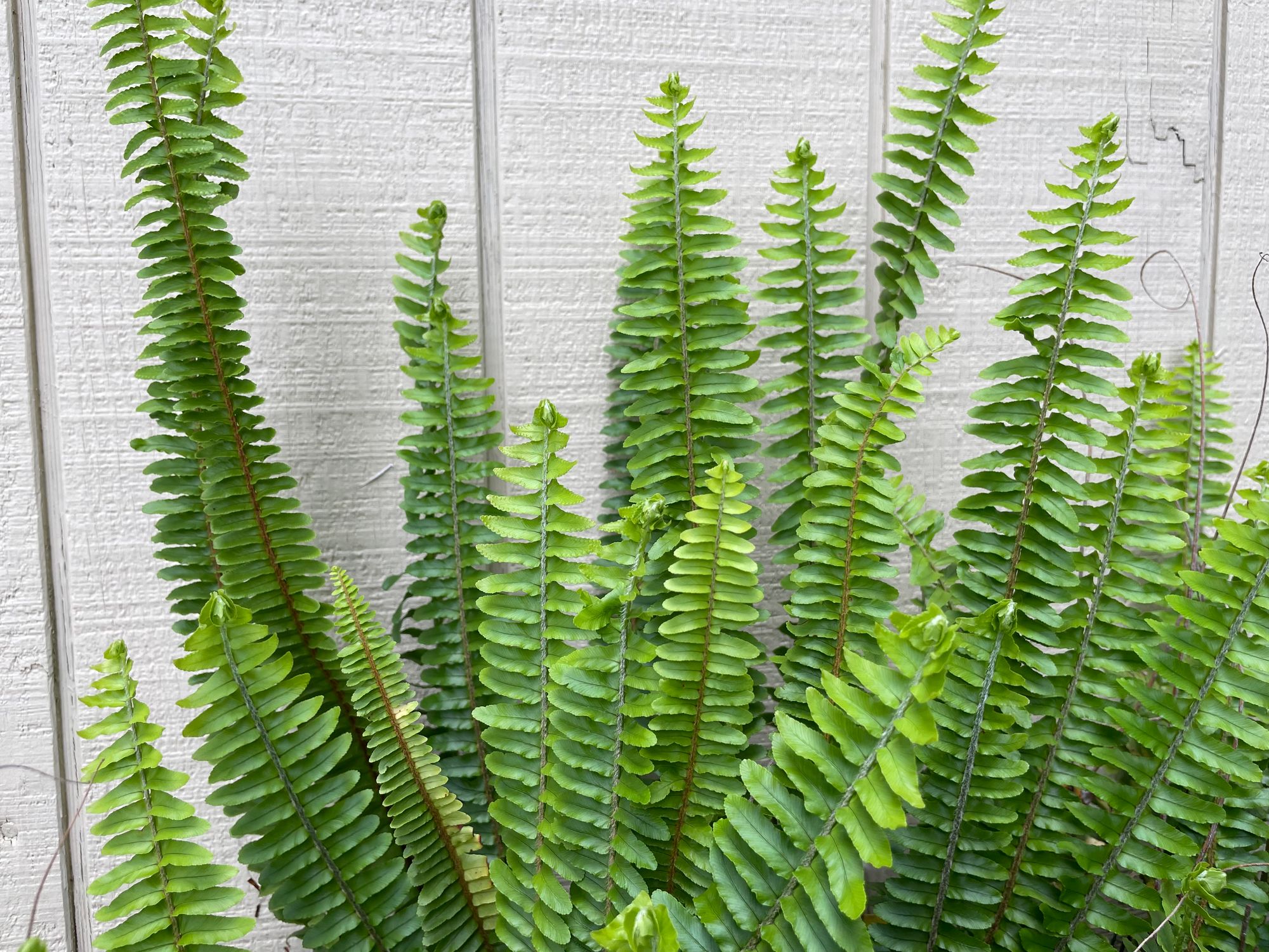 POLYSTICHUM munitum