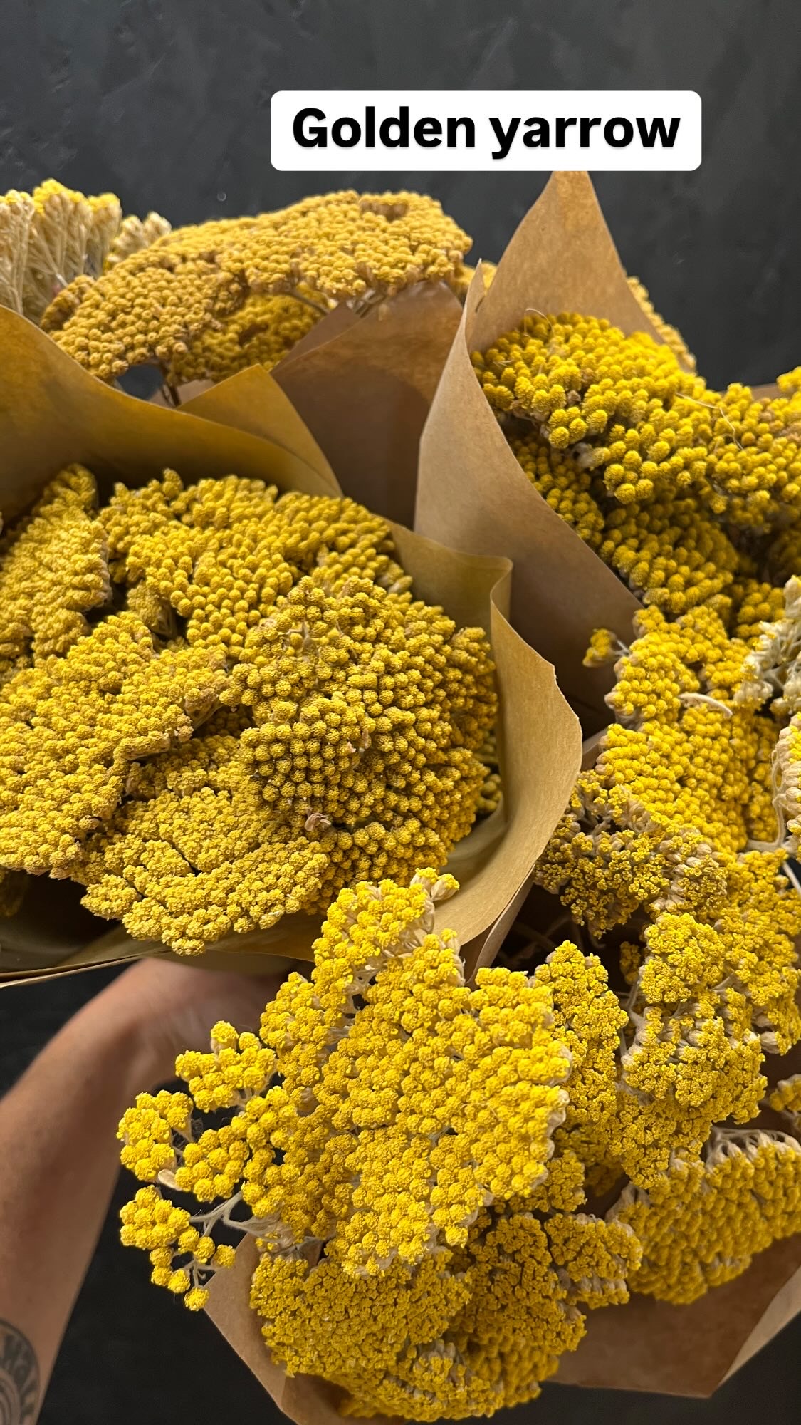 ACHILLEA filipendulina Cloth of Gold