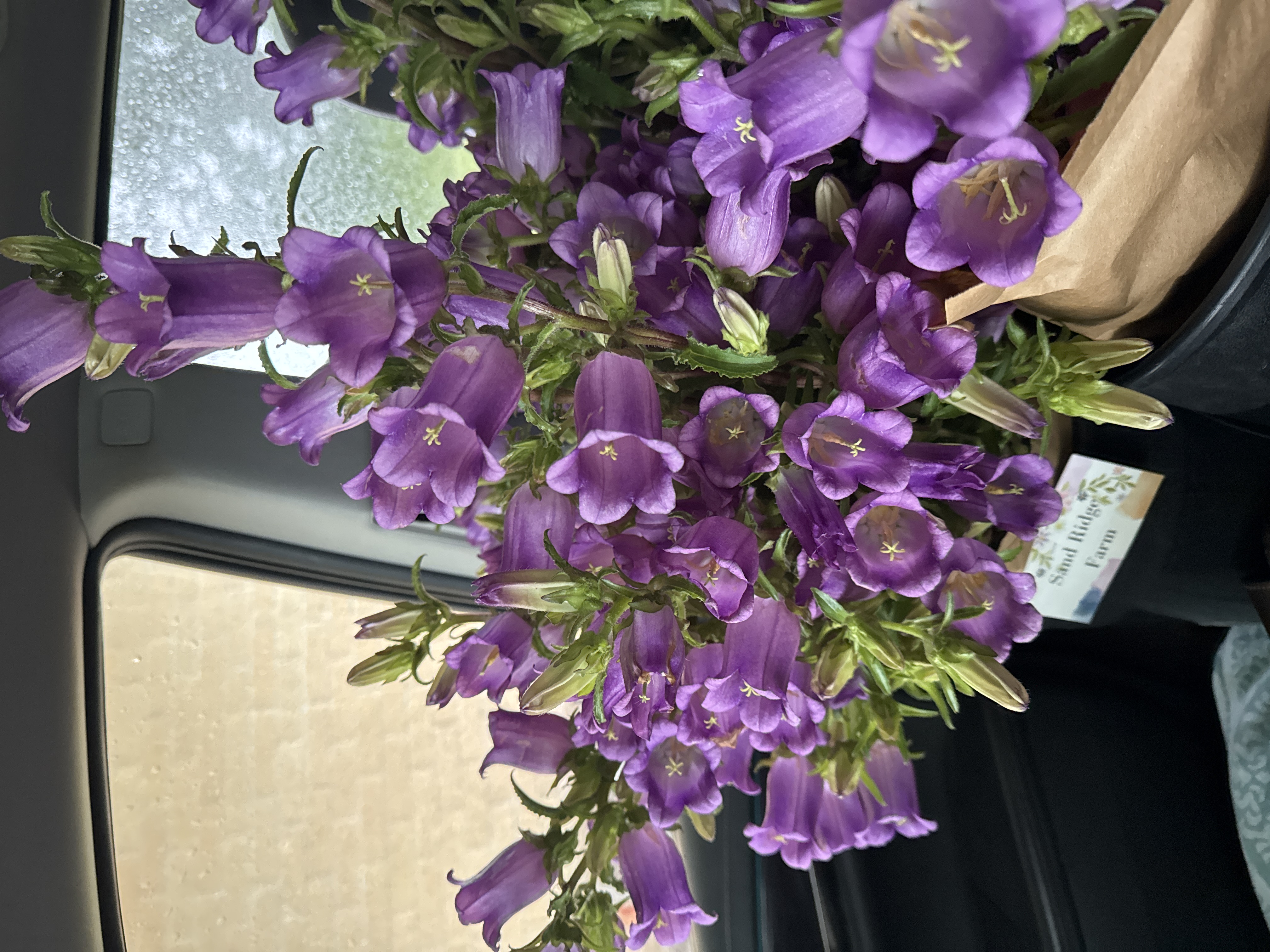 CAMPANULA medium Champion II Lilac