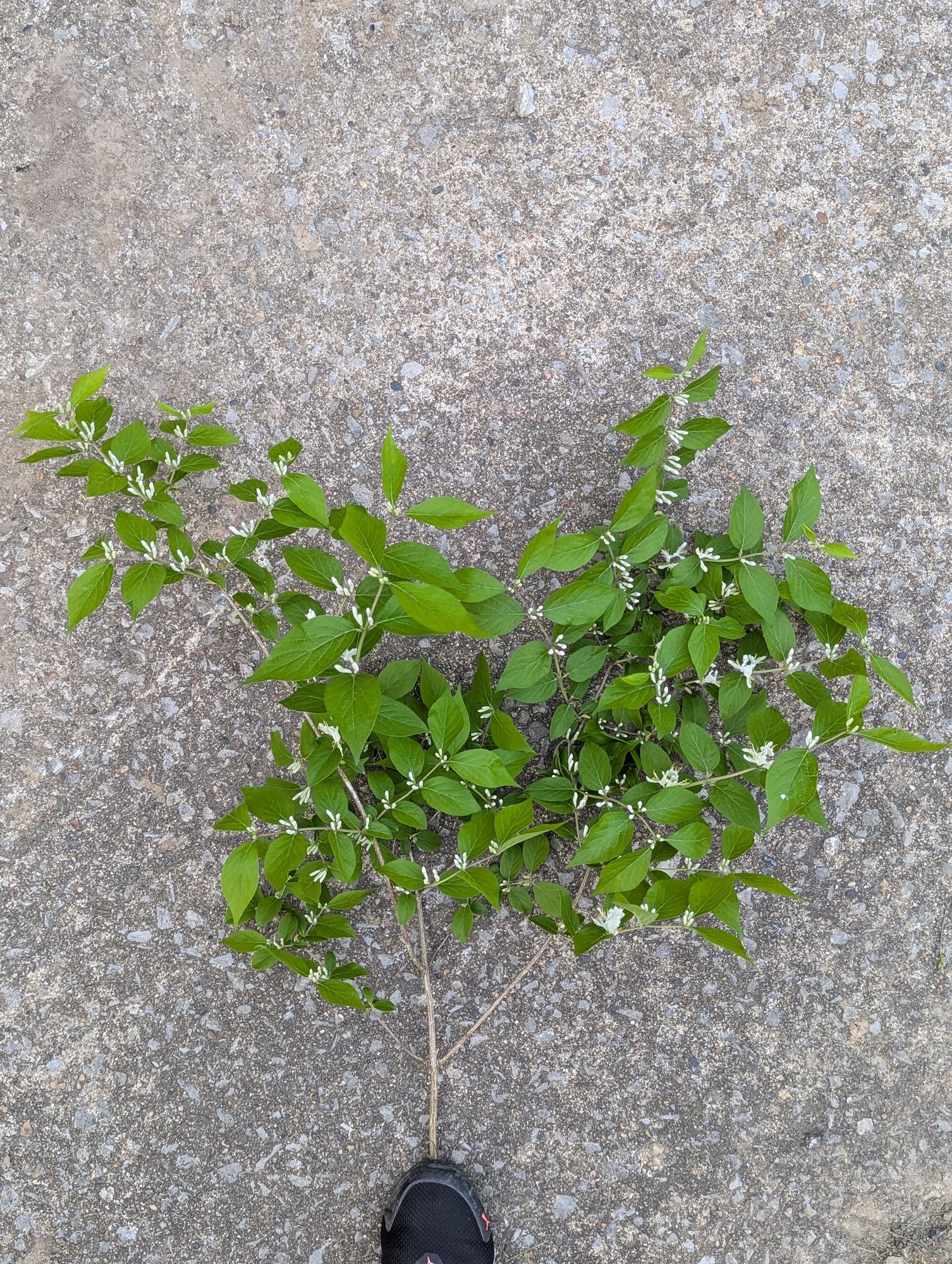 LONICERA sp