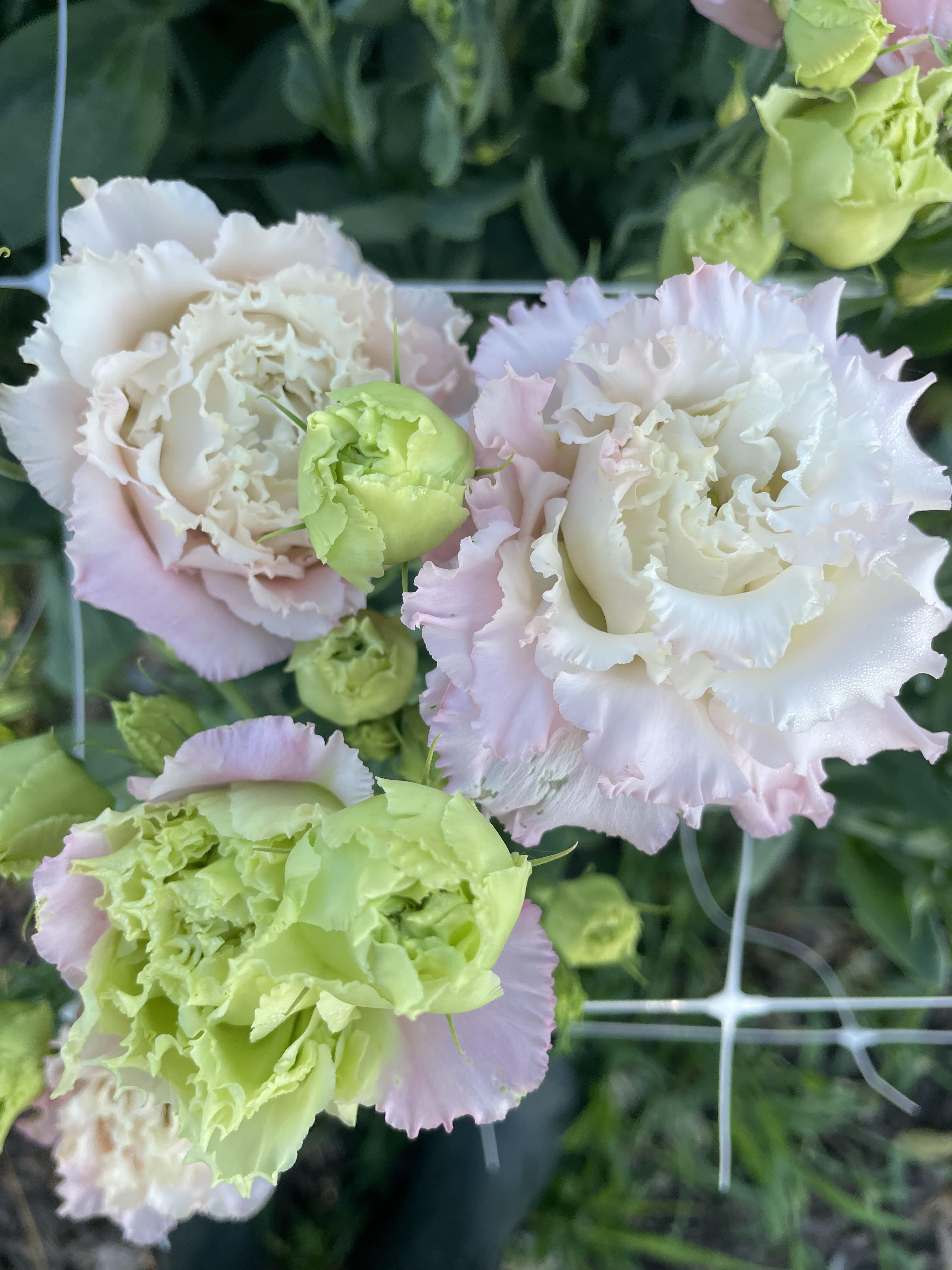 EUSTOMA grandiflorum Voyage Light Pink