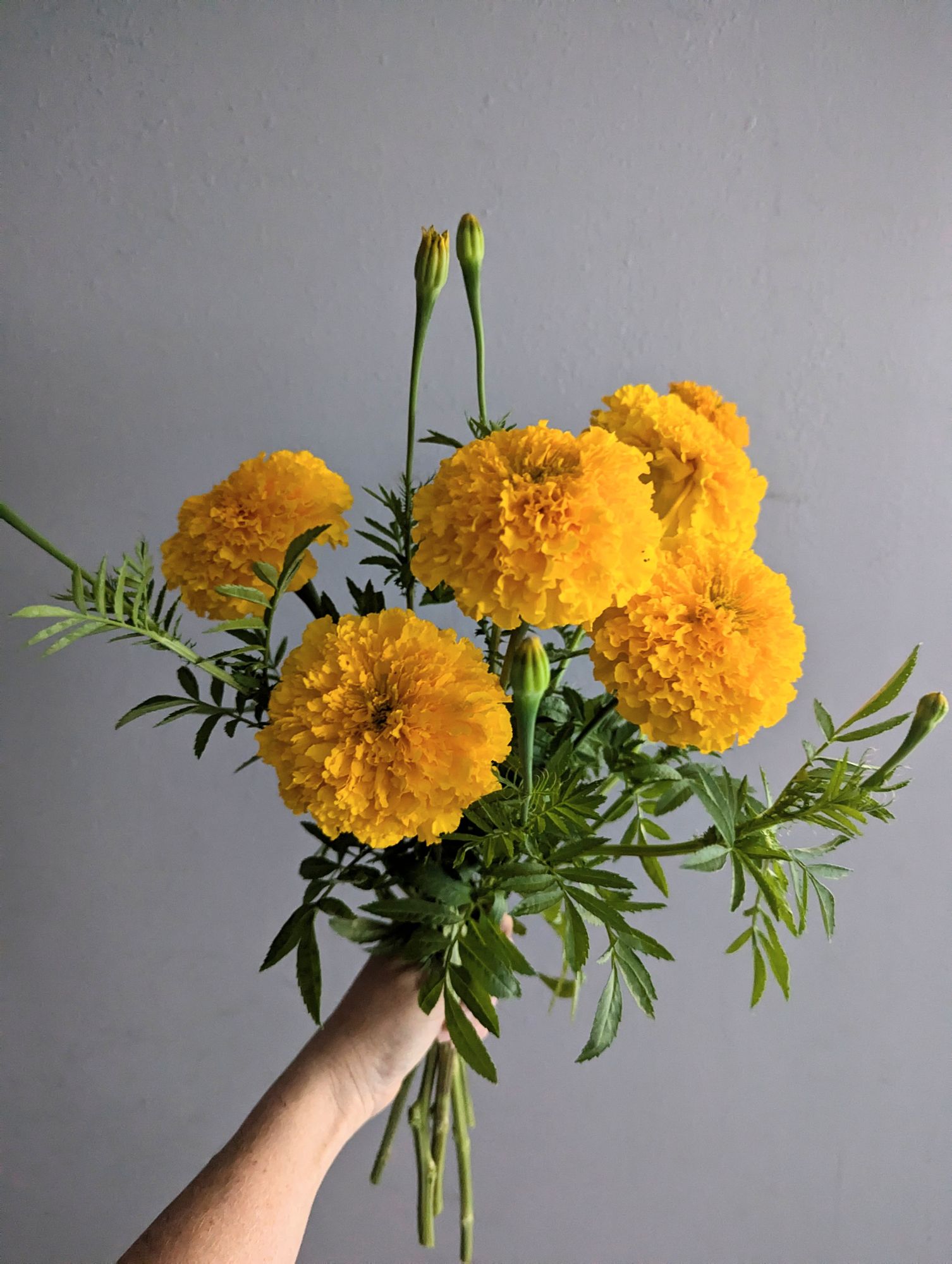 TAGETES erecta Coco