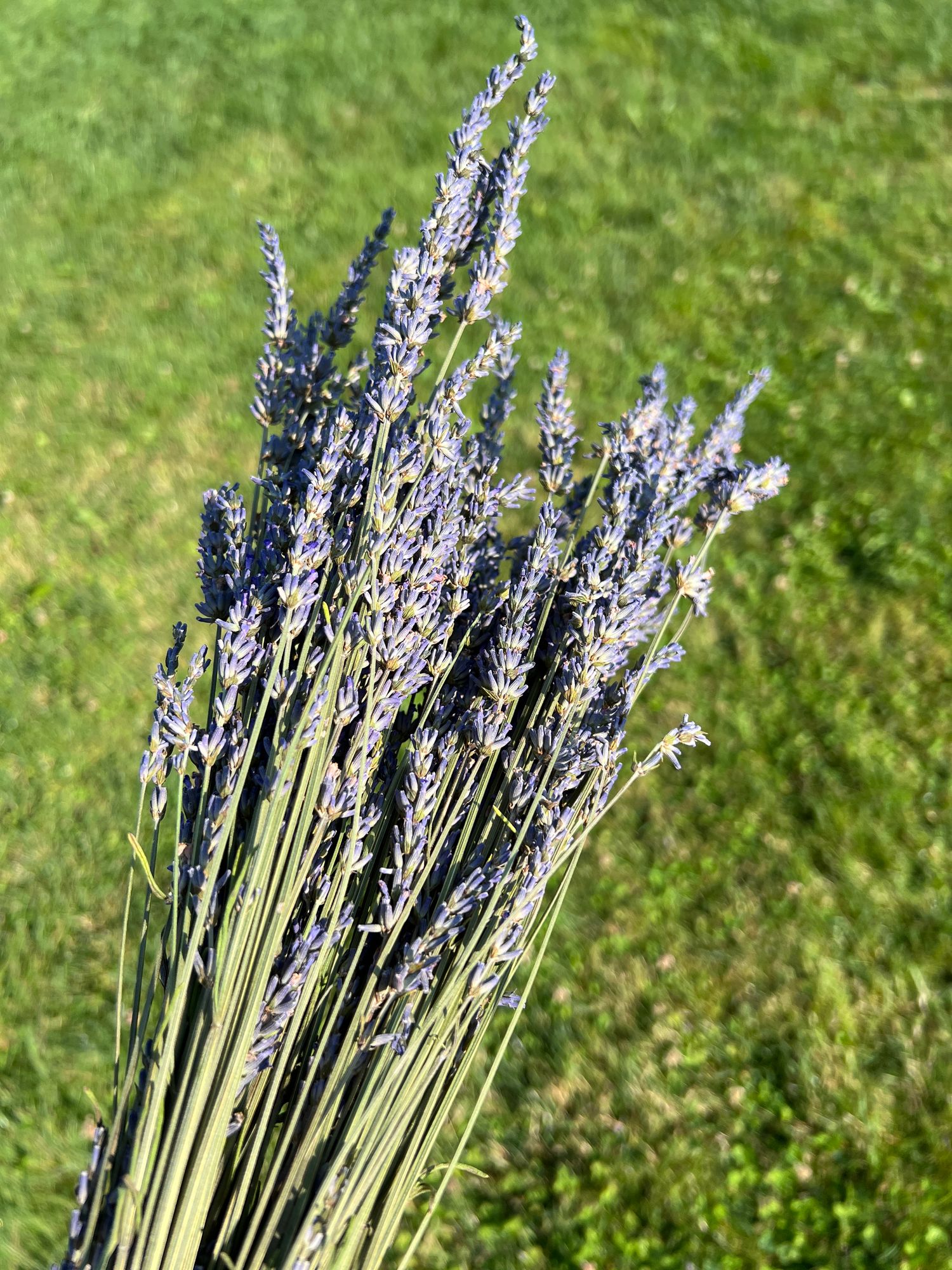 LAVENDULA x intermedia Phenomenal