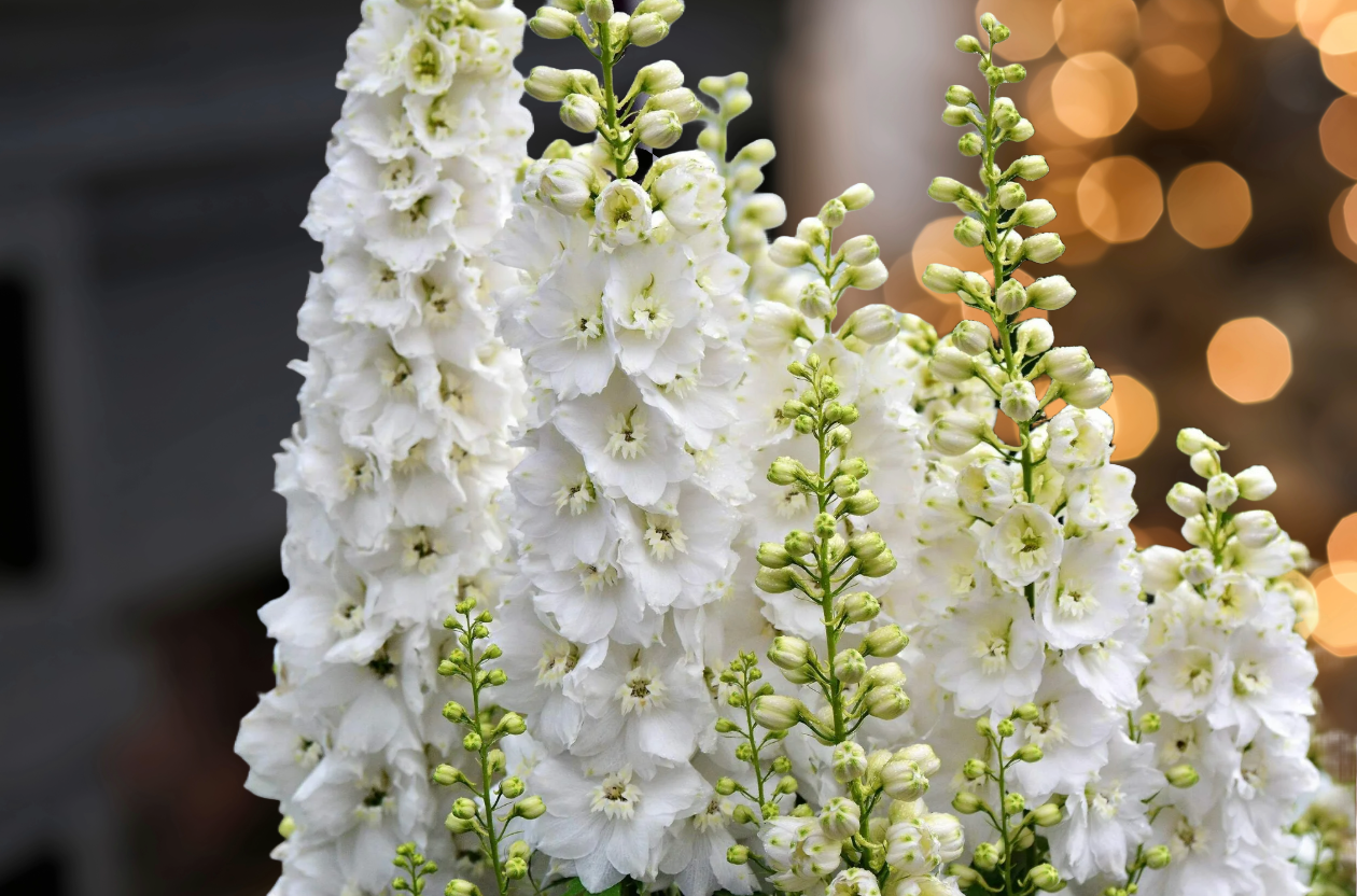 DELPHINIUM elatum Magic Fountains Cherry Blossom White Bee
