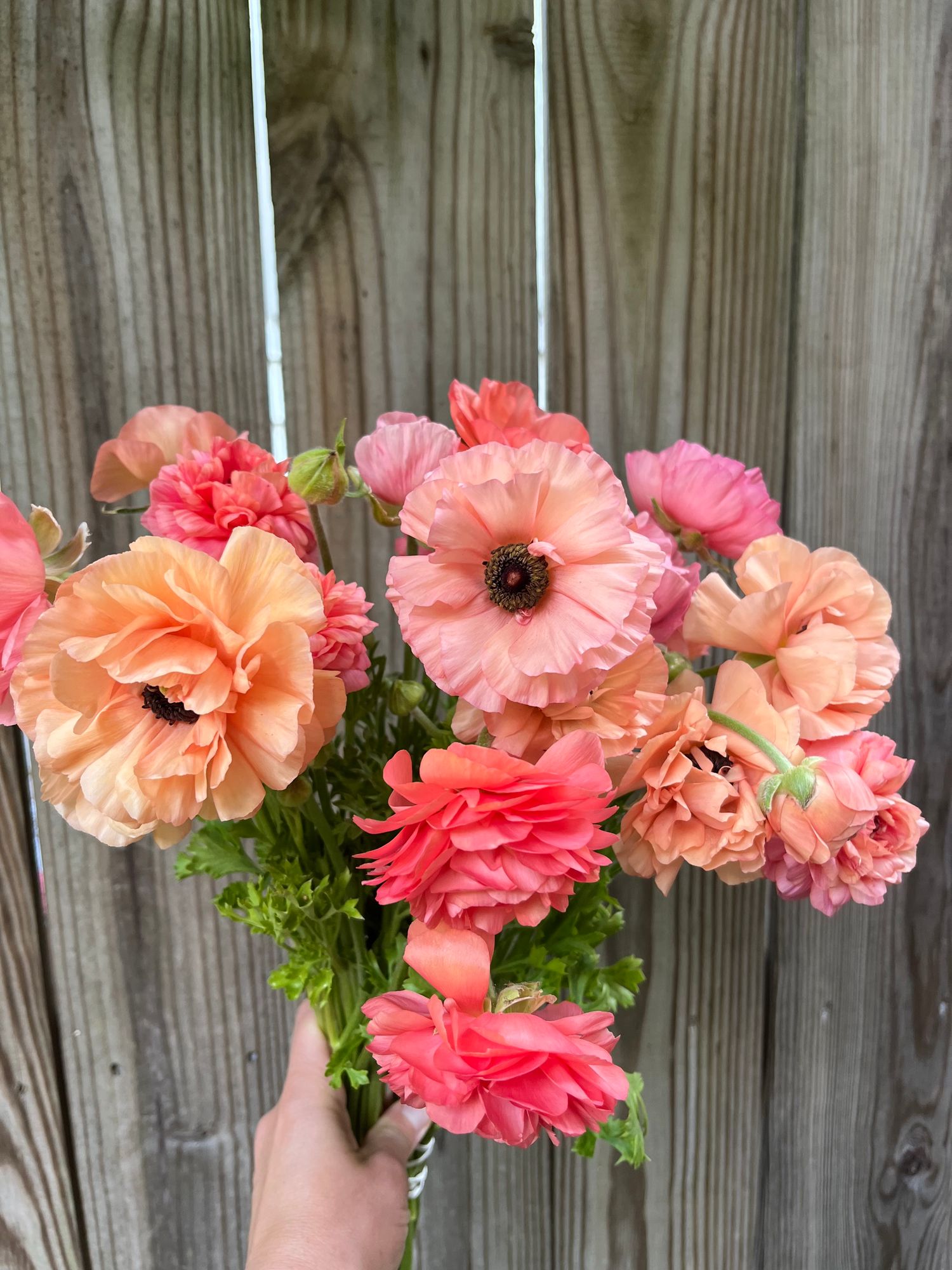 RANUNCULUS