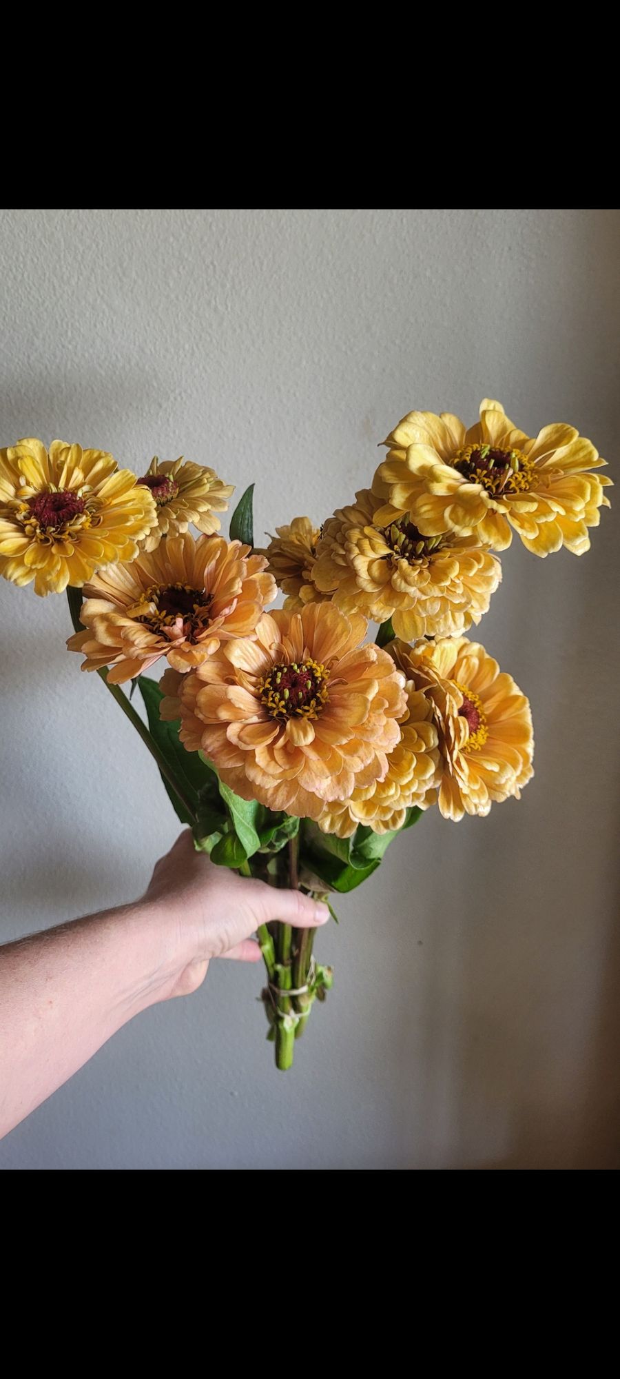 ZINNIA elegans Golden Hour