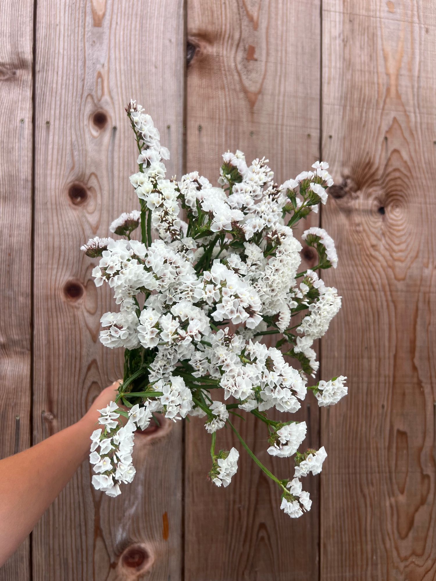 LIMONIUM sinuatum