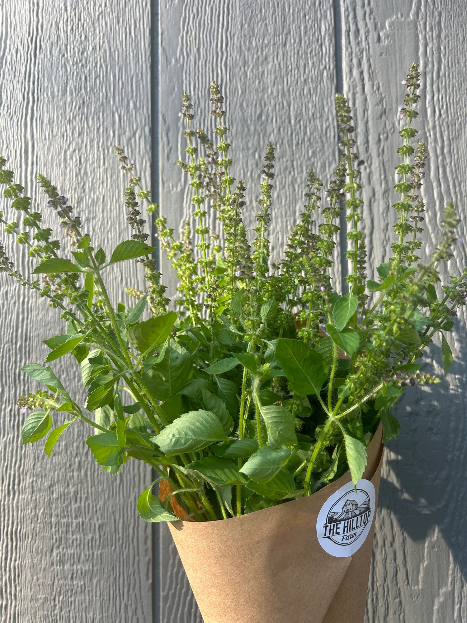 OCIMUM basilicum Citriodora