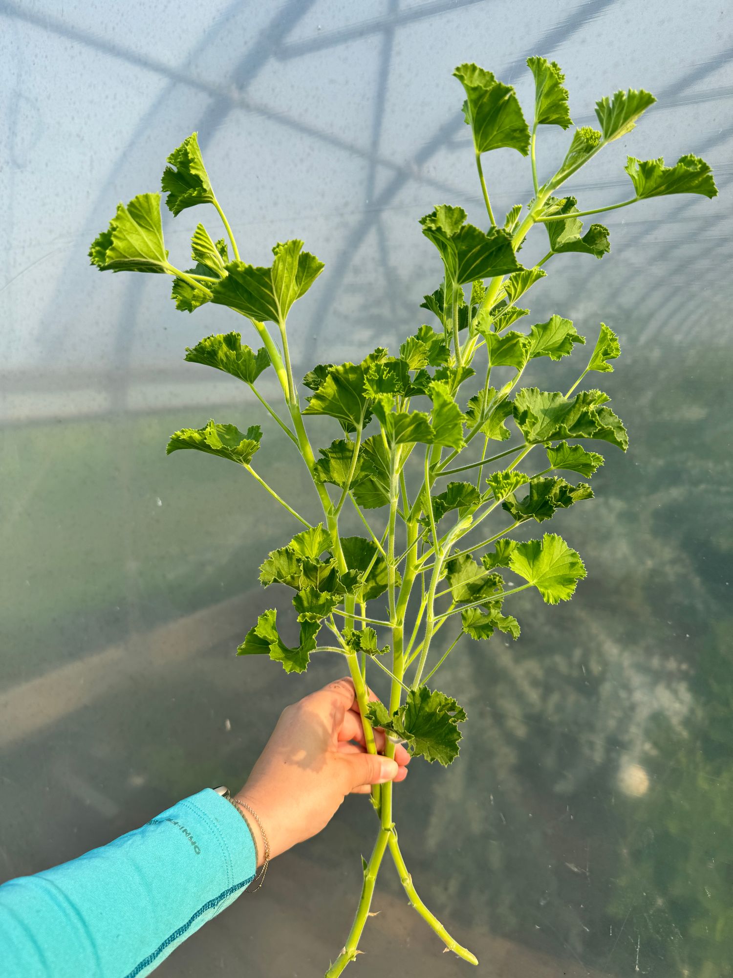 PELARGONIUM capitatum