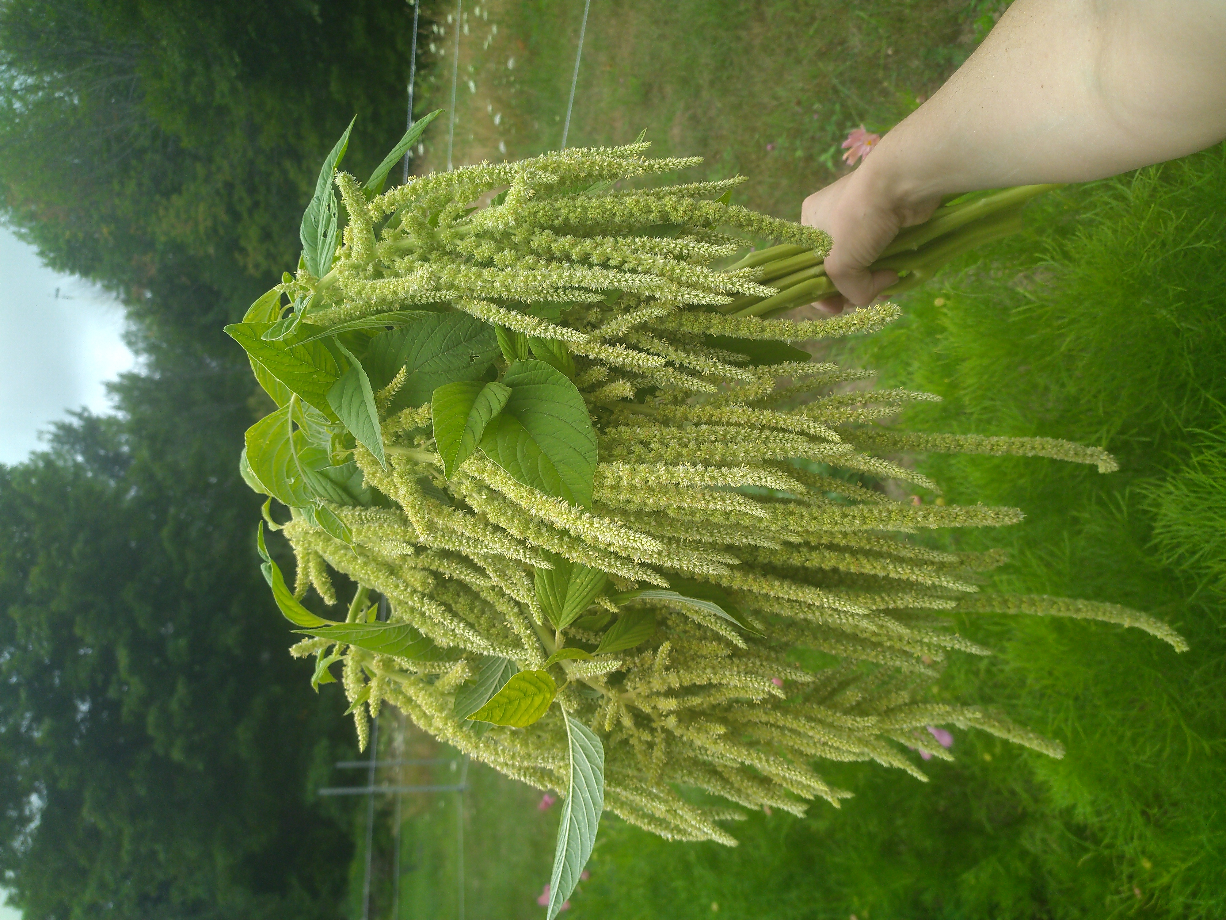 AMARANTHUS caudatus Green Tails