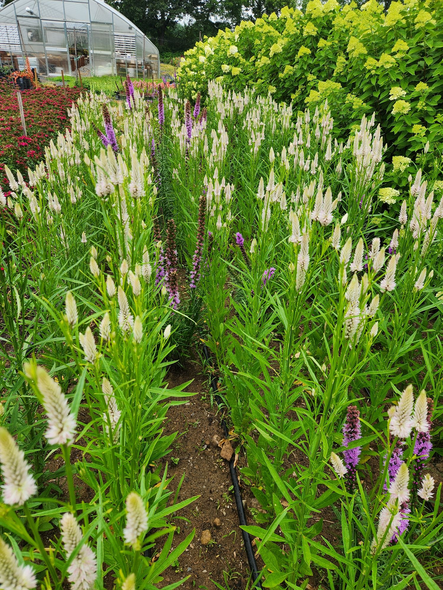CELOSIA argentea spicata Flamingo Feather