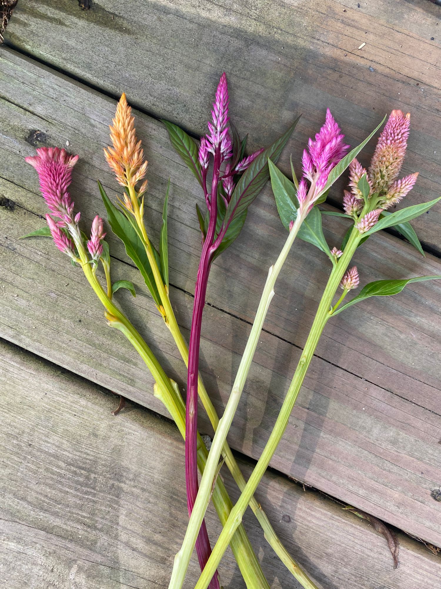CELOSIA argentea