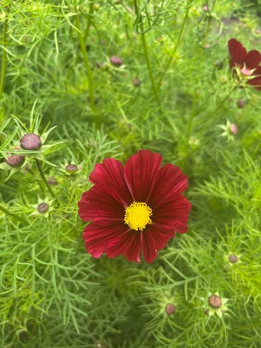 COSMOS bipinnatus Rubenza