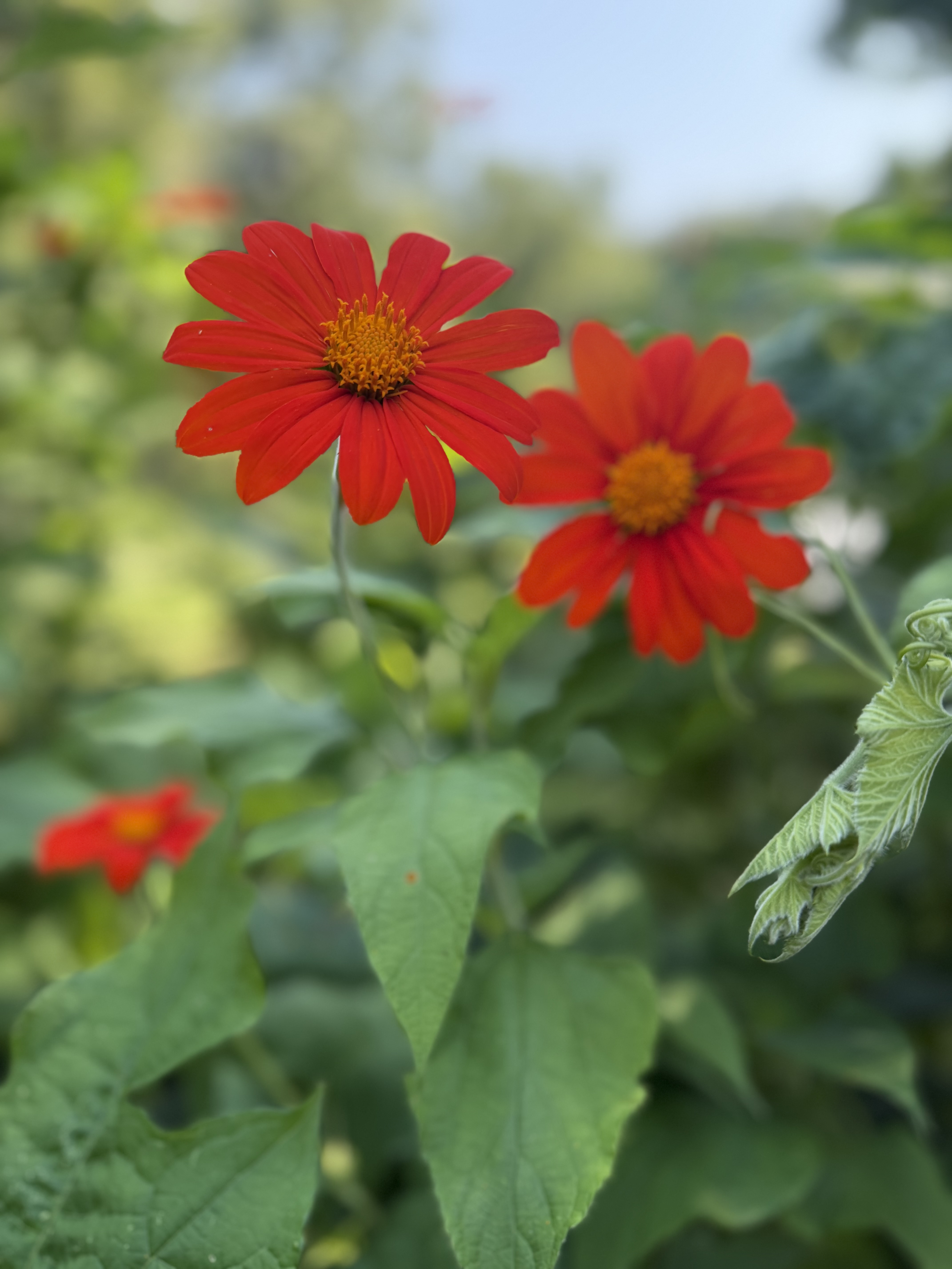 TITHONIA rotundifolia