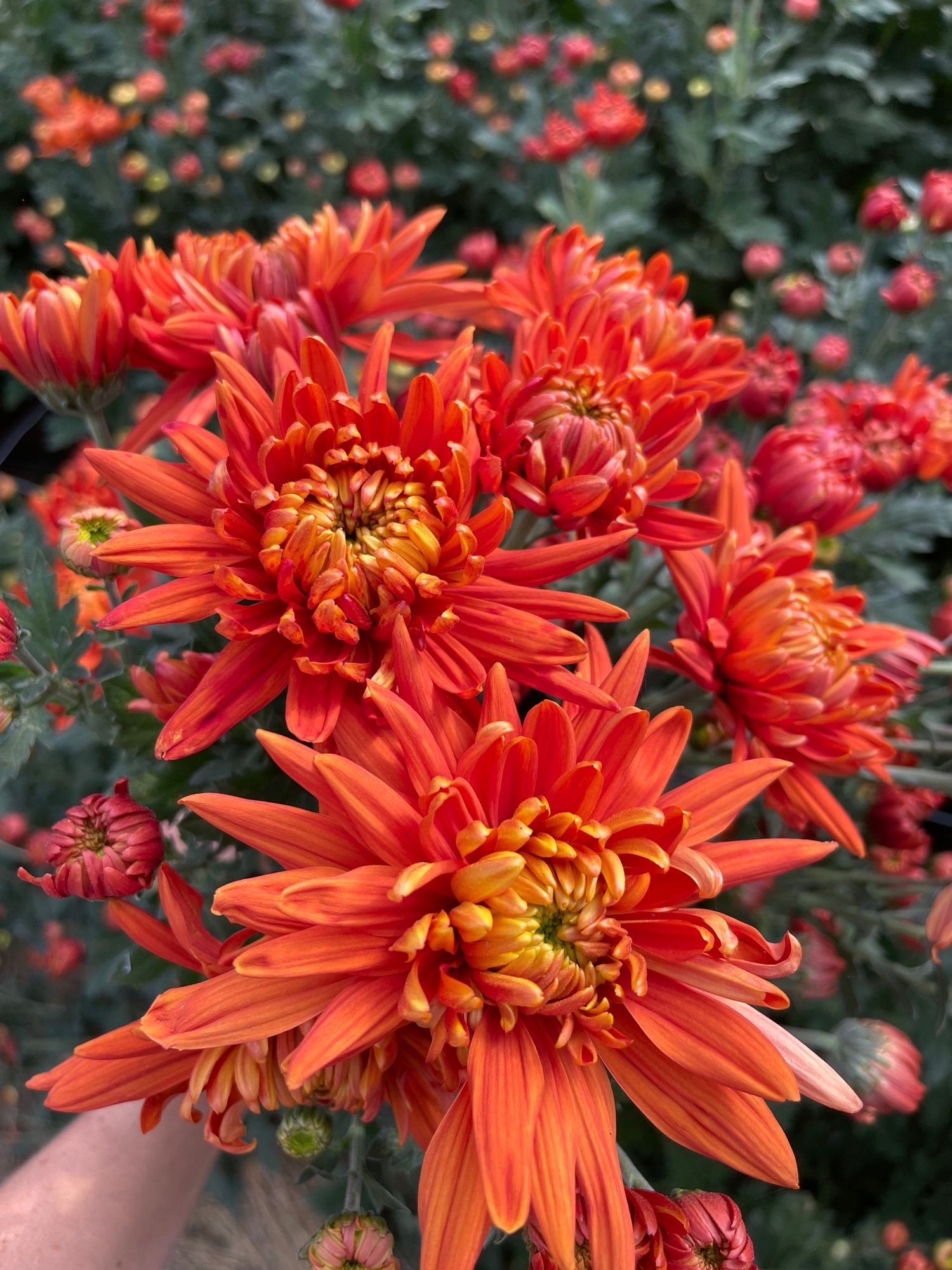 CHRYSANTHEMUM indicum Durango Bronze