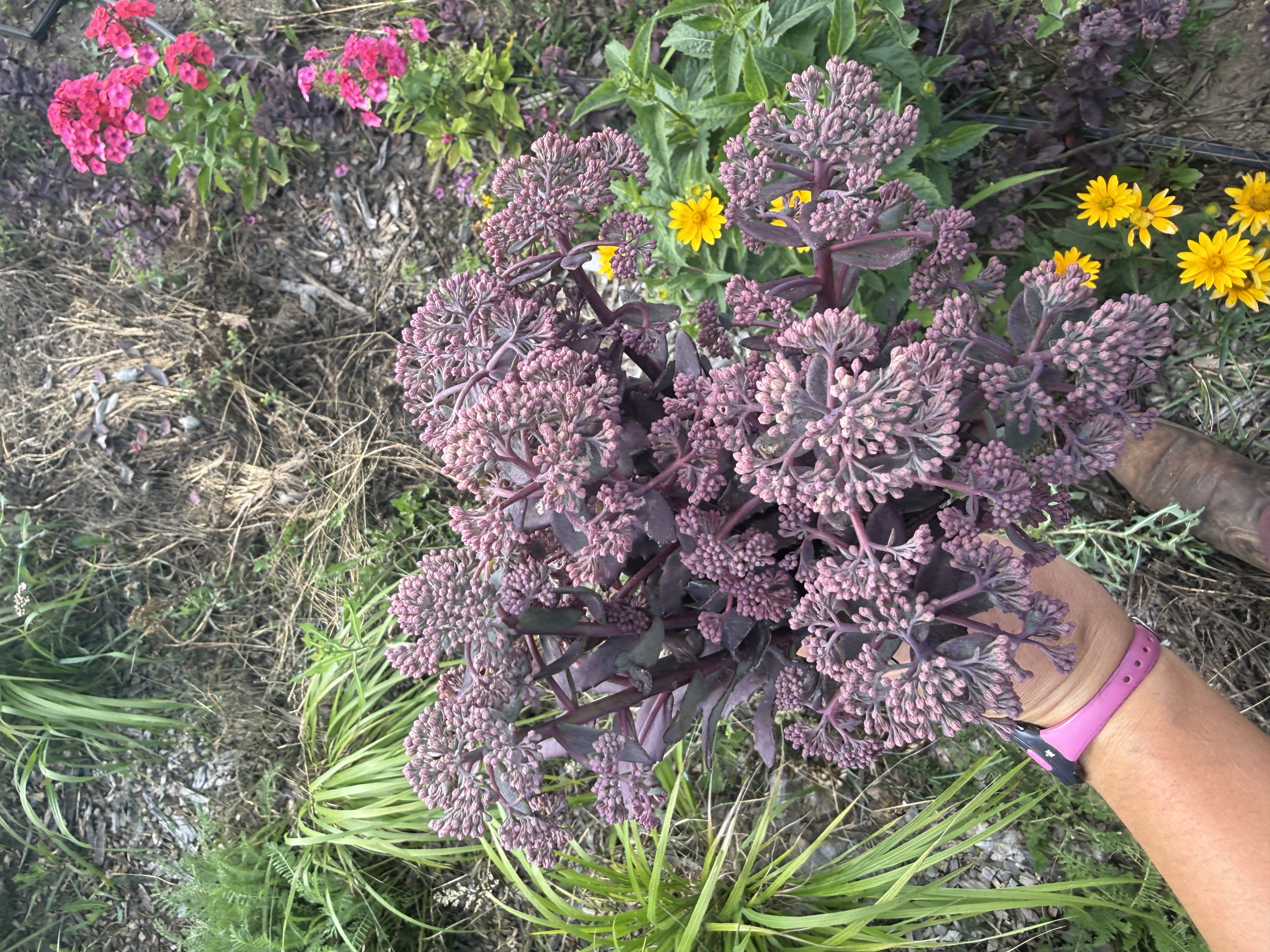 HYLOTELEPHIUM x Thunderhead