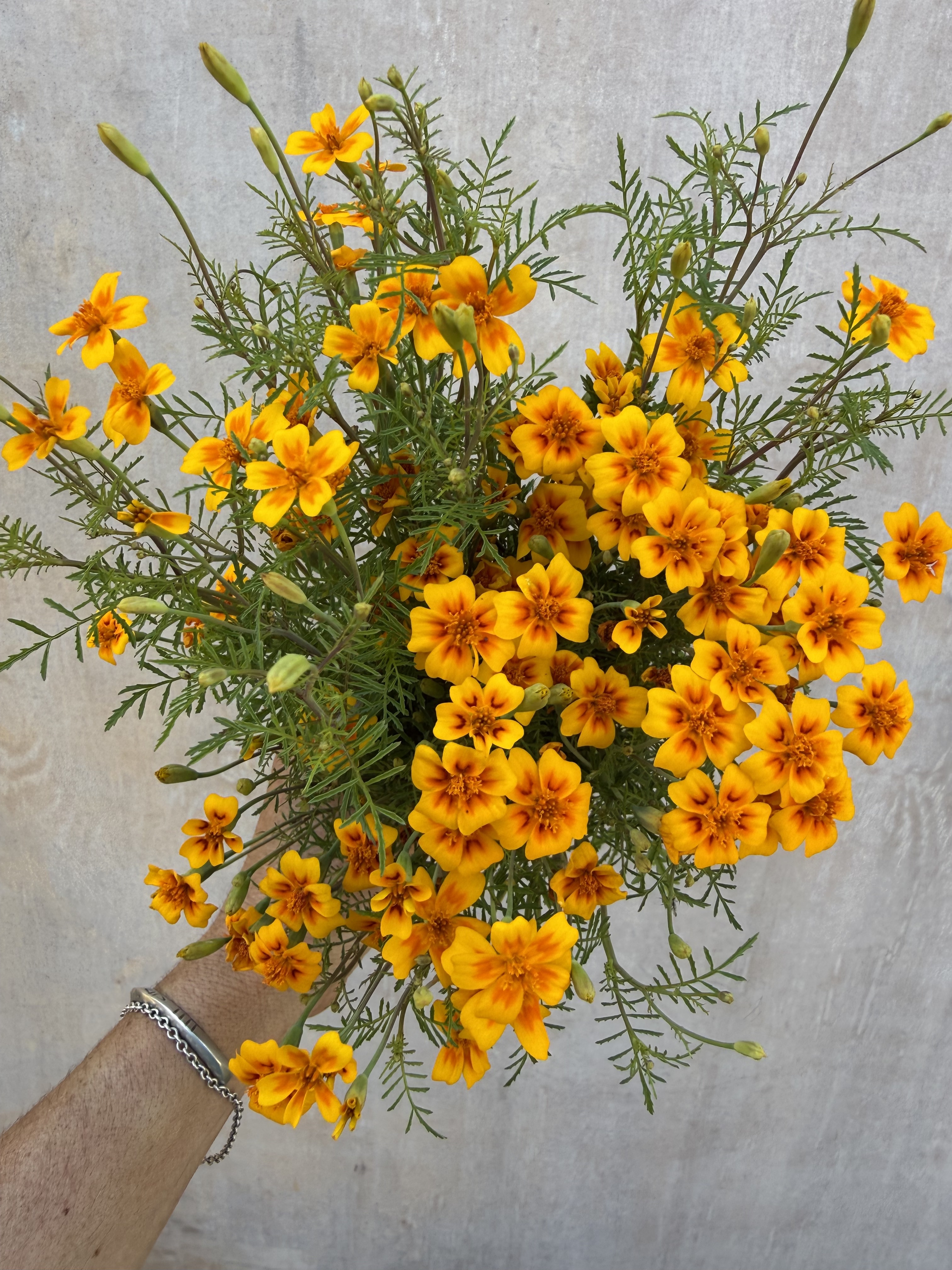 TAGETES tenuifolia Tangerine Gem