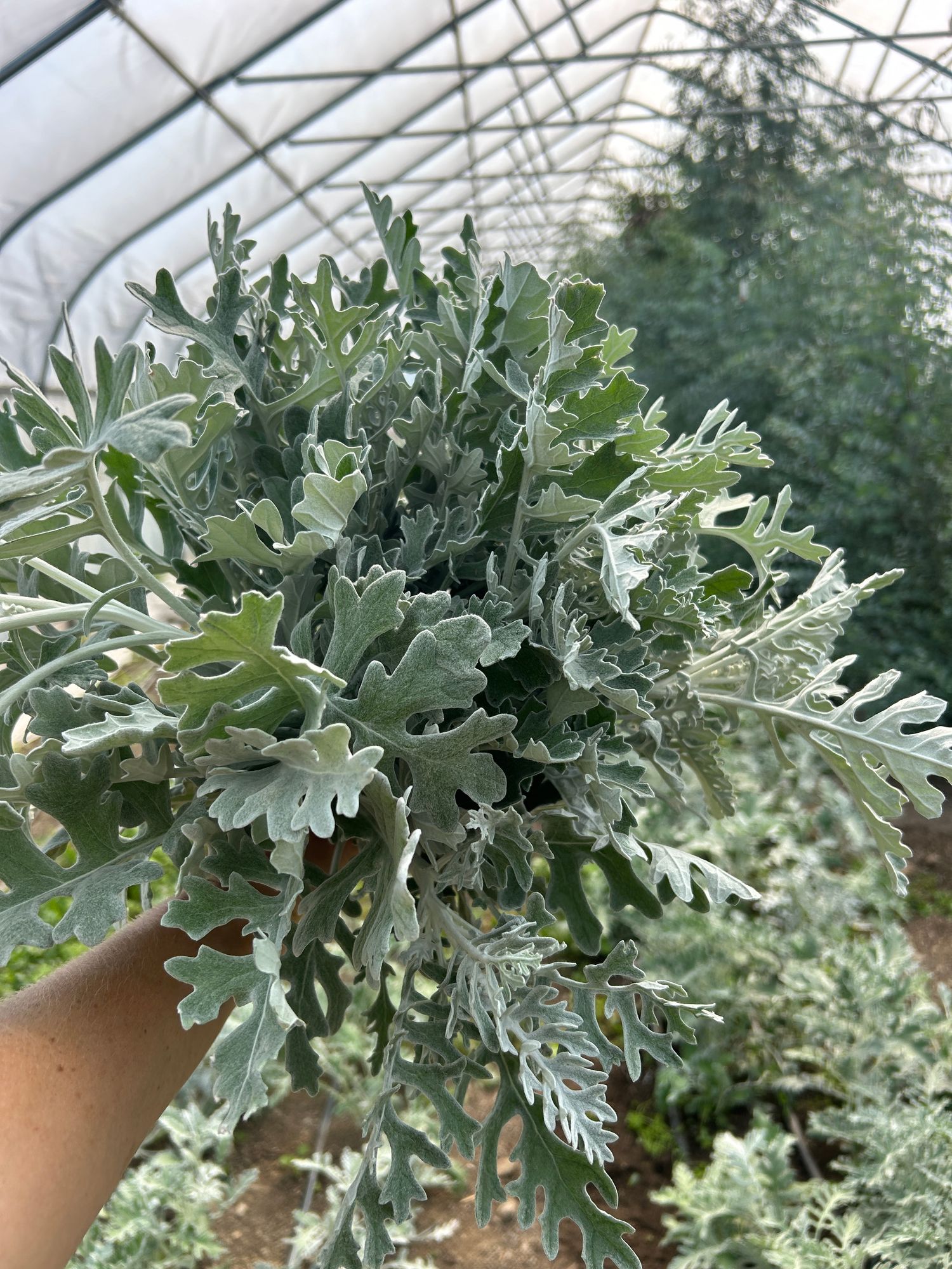 SENECIO cineraria