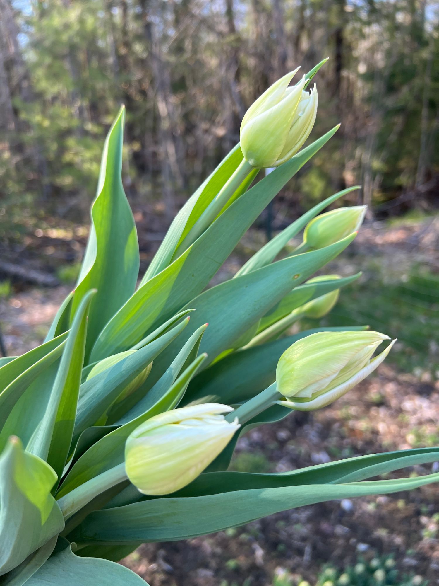TULIPA Mondial