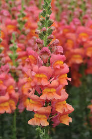 ANTIRRHINUM majus Potomac