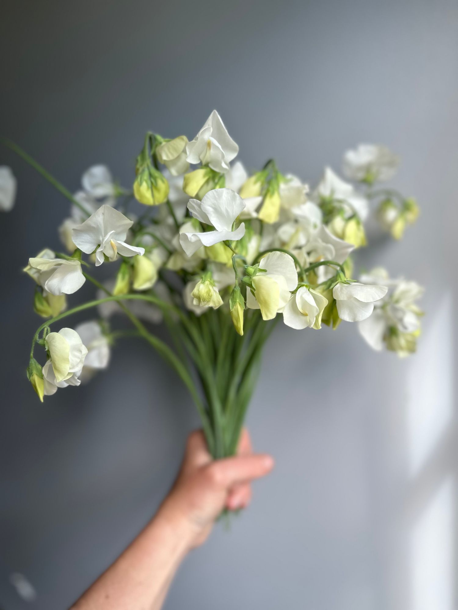 LATHYRUS odoratus
